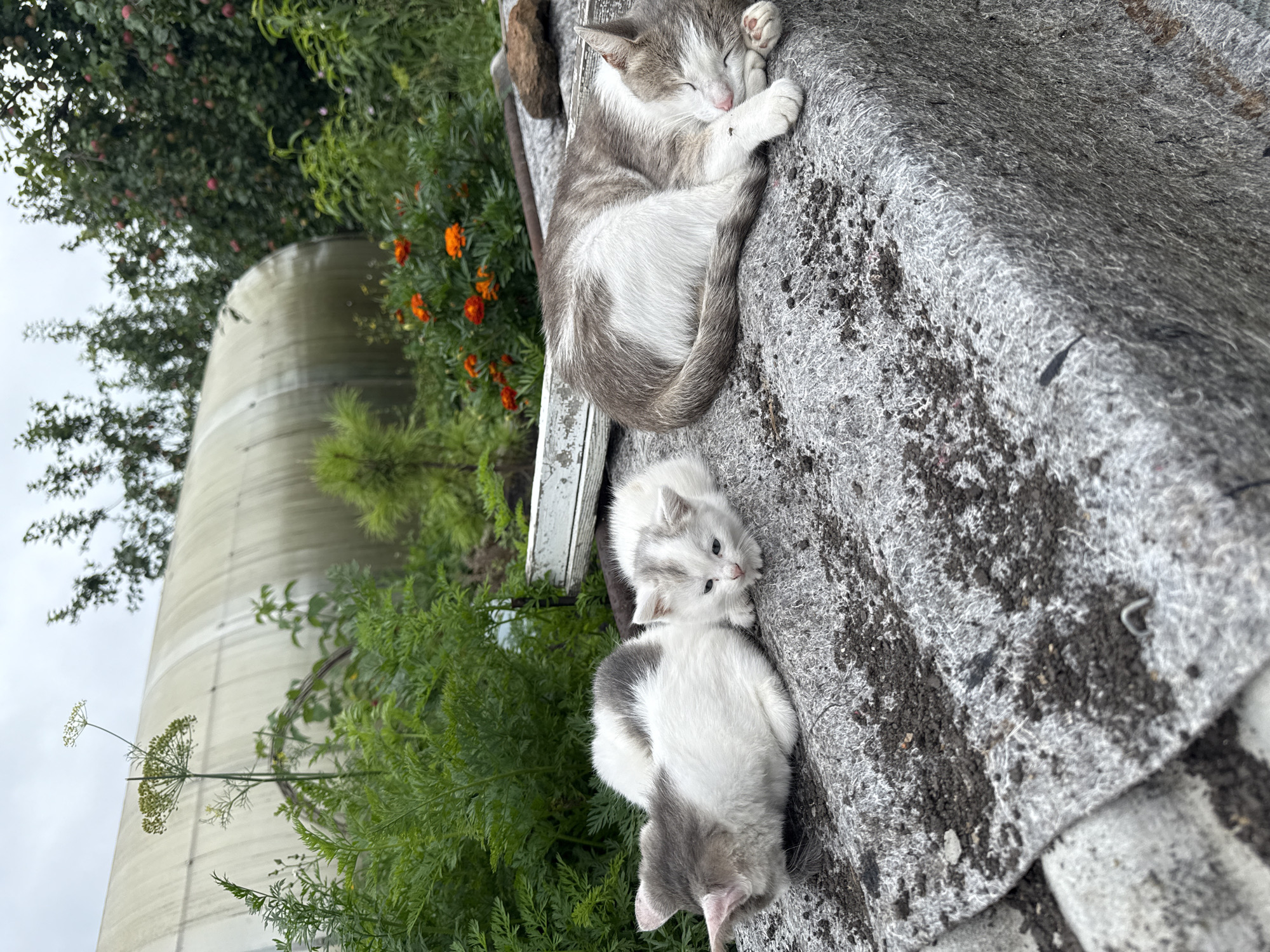 In Kamensk-Uralsky, Russia, a grey and white tabby cat sleeps curled on a grey, weathered surface, possibly a roof or discarded material, outdoors. To its left, two kittens, one grey and white and the other predominantly white with grey markings, rest nearby. One kitten is curled up, while the other sits alert. In the background, a semi-transparent greenhouse structure is visible, along with green foliage, orange marigold flowers, and trees bearing red fruit, suggesting an outdoor garden or yard environment. The sky is overcast. The scene is captured from a slightly elevated perspective.