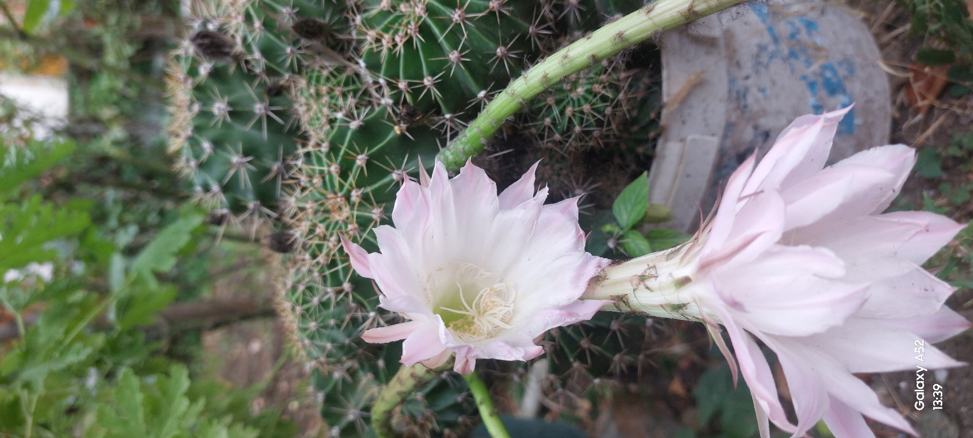 A close-up, vertical shot shows two pale pink cactus flowers in bloom. The upper flower, more in focus, is partially open, revealing a white and pale yellow center with delicate filaments. It is attached to a thick, green stem that arches downwards. Below it, a second, fully open flower faces downwards, its petals unfurling in a similar pale pink hue. Behind the flowers, a large, green cactus with prominent spines is visible. The background is softly blurred, suggesting an outdoor setting with foliage and a hint of a concrete pot. The bottom left corner of the image displays a watermark reading "Galaxy A52" and the time "13:39." The scene appears to be in a residential garden or balcony in Ganja City, Azerbaijan, given the overall composition and the commonality of such plants in the region's climate.