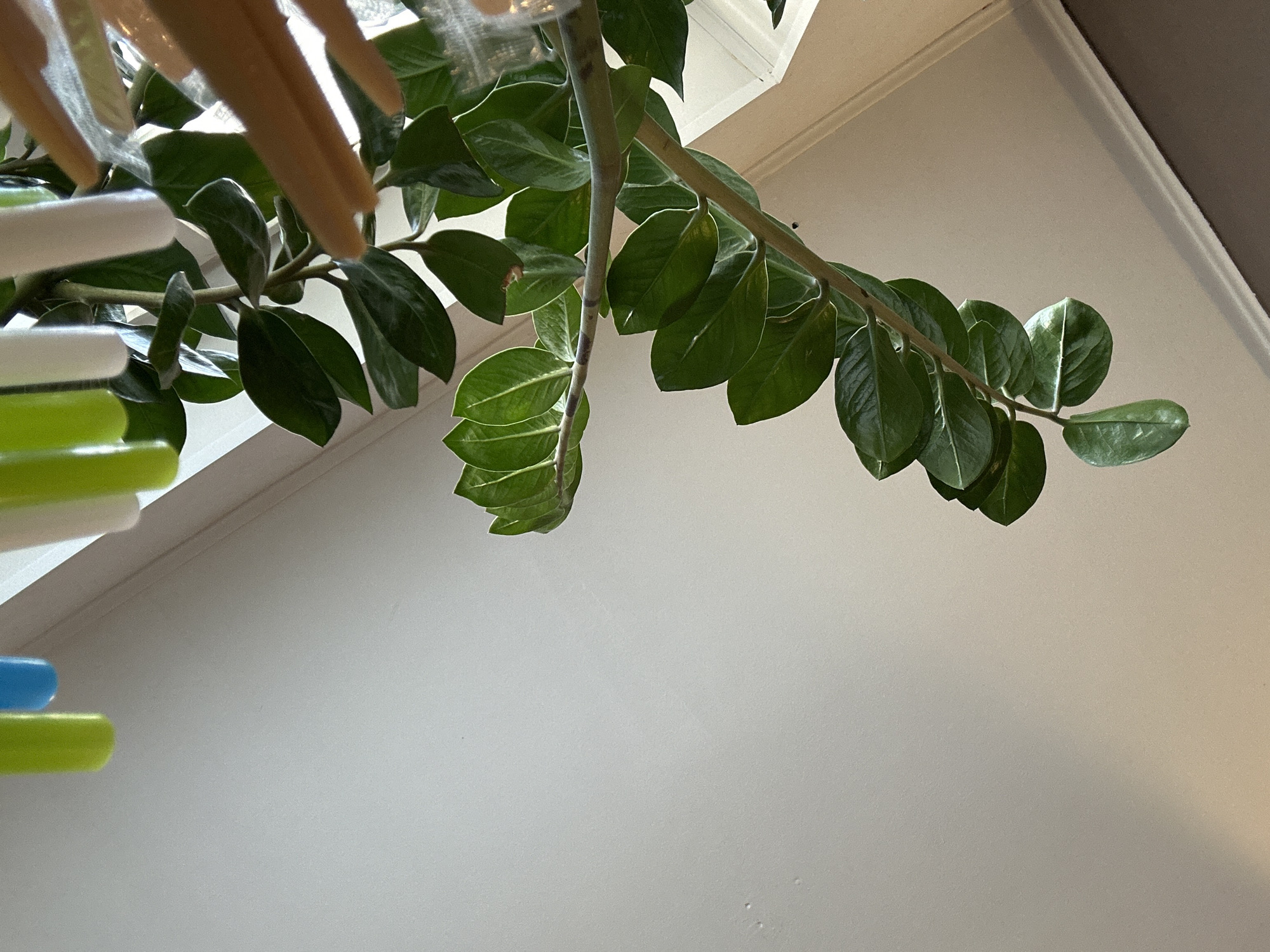 The image features a close-up, upward-angled view of a ZZ plant (Zamioculcas zamiifolia) indoors. The plant's glossy green leaves and stems dominate the top portion of the frame. Adjacent to the plant, a partly visible object consisting of green and white cylindrical elements is present on the left. The background is a white wall, and the ceiling with decorative elements and a neutral-toned portion is visible in the top corners. The image appears to be taken indoors, and there are no indications of the city Chaikovsky, Russia.