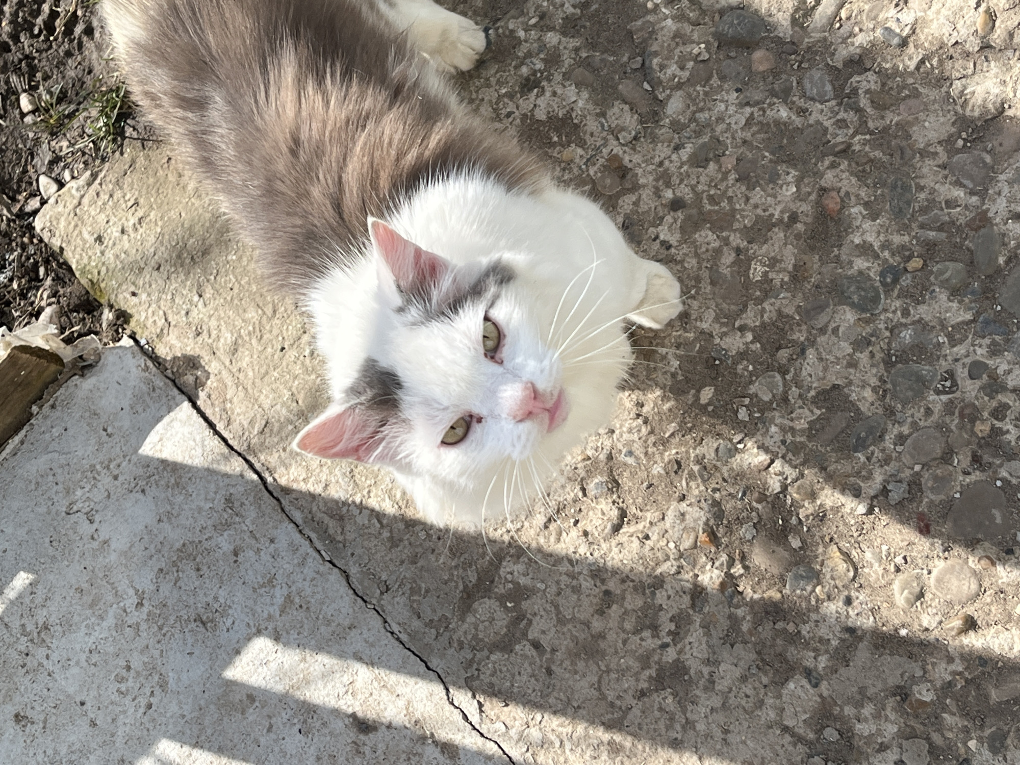 In the city of Фоки, Russia, a bicolored domestic cat stands on a rough, light grey concrete surface. The cat's fur is predominantly white on its face, chest, and front legs, with brown and grey patches covering its back and parts of its head. A distinct dark grey patch is present above its left eye and ear. Its yellowish-green eyes are directed upwards, towards the viewer. The cat has a pink nose, and its mouth is slightly open, revealing a pink tongue tip. A small reddish mark is visible near the inner corner of the cat's right eye. The concrete surface exhibits visible aggregate and a notable crack traversing from the upper left toward the center. Strong direct sunlight casts sharp, parallel shadows across the concrete from an unseen object. The background area to the cat's upper right consists of disturbed dark soil with sparse green vegetation and small stones.