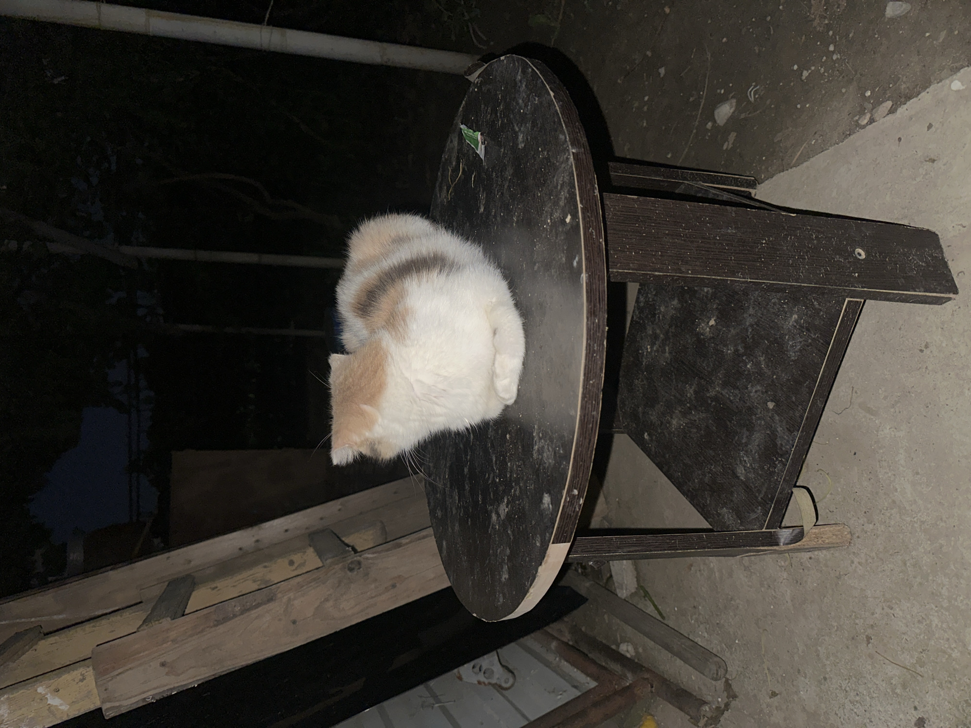A calico cat is curled up on a round, dark brown wooden table with a visible shelf beneath it. The cat is predominantly white with patches of tan and grey tabby markings. The table is positioned outdoors on a concrete surface, with dirt and debris scattered around. In the background, a wooden ladder leans against a structure, and trees are visible in the darkness. The lighting suggests it is nighttime. The location is identified as Subutli-Miatli, Russia.