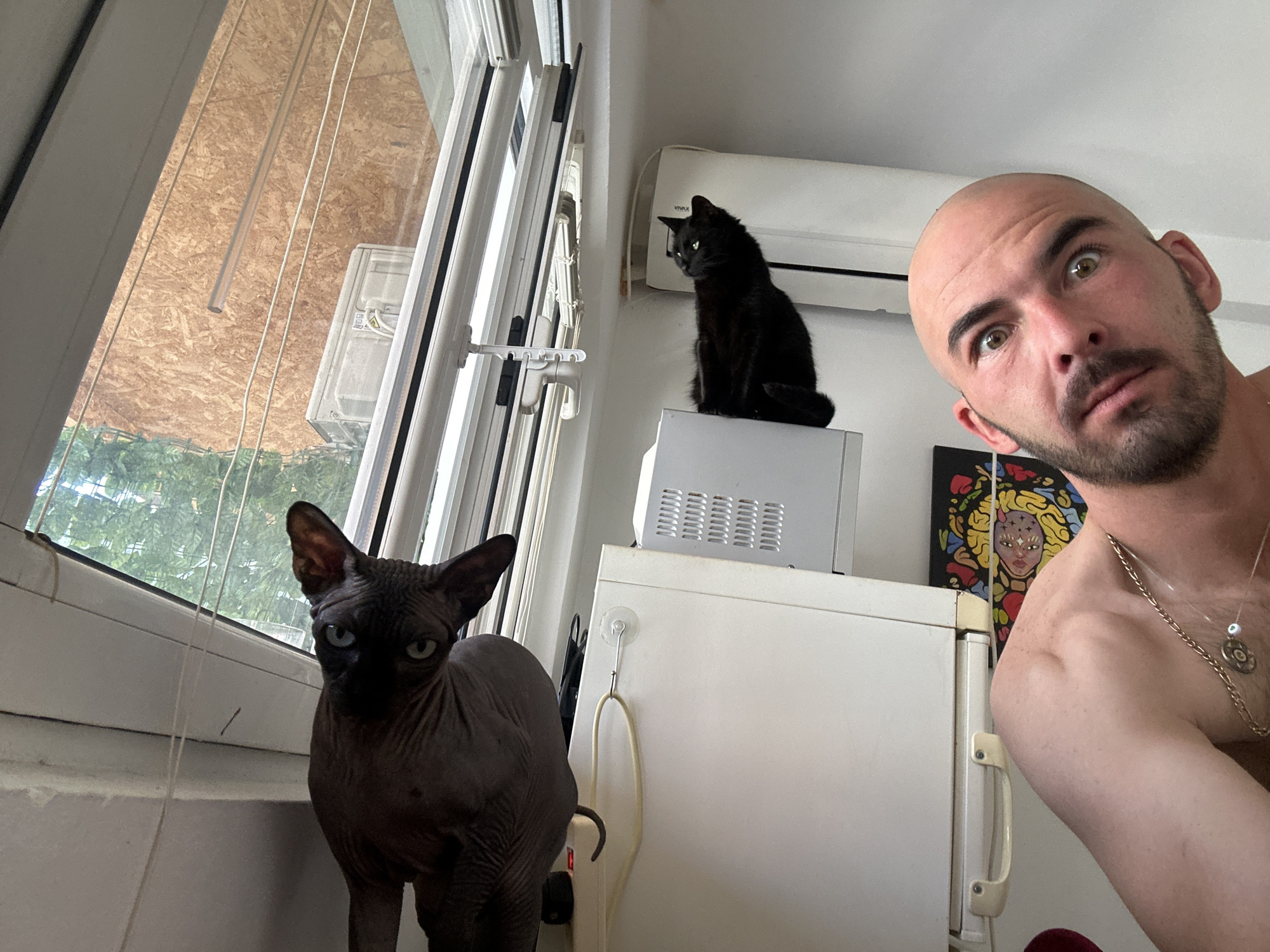 The image presents a brightly lit indoor scene. A bald man with a short beard and a gold necklace is partially visible in the foreground, his gaze directed towards the camera. To his left, two cats are situated near a window. One is a hairless sphynx cat, standing on the floor, looking towards the window. The other is a black cat perched atop a small, possibly portable, microwave. The microwave rests on a white refrigerator. The window overlooks greenery outside, and the blinds are partially drawn. An air conditioning unit is mounted on the wall above the refrigerator. A piece of artwork is visible behind the man. The image does not provide any information to confirm the location in the city of Budva, Montenegro.
