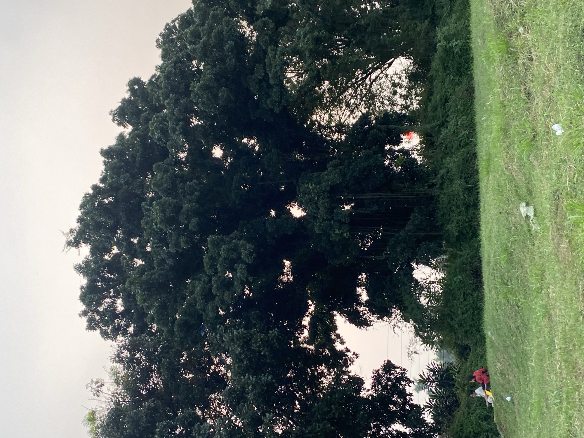 Two individuals are seated on a grassy incline in Depok, Indonesia, near a large banyan tree. The person on the left wears a light-colored shirt and dark pants, while the person on the right wears a red shirt and dark pants. A yellow object, possibly a bag, rests between them. They are situated in front of a dense line of green bushes and trees. The large banyan tree dominates the upper portion of the frame, its dark green foliage contrasting with the overcast sky. Some hanging aerial roots are visible on the tree. In the middle distance, beyond the bushes, a faint red object is visible, possibly a distant light or a piece of debris. The foreground consists of a grassy field with scattered white debris, including plastic waste. The scene appears to be an outdoor, natural setting within the city.