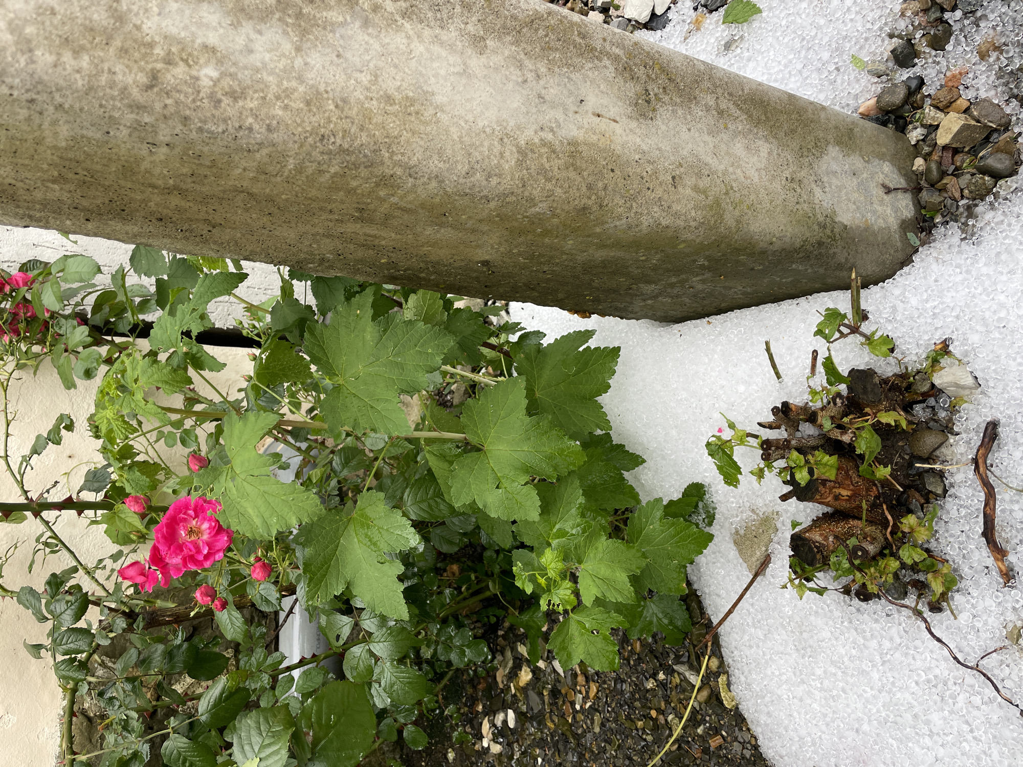 A ground-level scene shows a concrete structure partially obscuring a rose bush with pink flowers, alongside another plant with large, lobed leaves. Hail is scattered on the ground, intermixed with small stones and debris. The location is Olginka, Russia.
