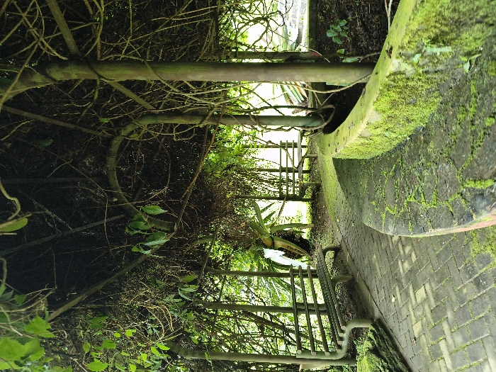 The image captures a verdant, overgrown pathway within an outdoor setting, likely a garden or park in Sindangjaya, Indonesia. The perspective is looking along a path made of interlocking bricks, which appears to be grey and reddish-brown.
To the right of the path, a low, curved structure, possibly a stone bench or a low wall, is heavily covered in thick, vibrant green moss, indicating a humid environment. Overhead, a dense canopy of lush green foliage and intertwined vines creates a shaded tunnel, suggesting a pergola or a covered walkway. This natural ceiling is supported by visible metal poles or beams, with sunlight dappling through the leaves. Dark, intricate branches and bare vines are interwoven with the greener sections of the canopy.
In the background, through the archway formed by the canopy, a light-colored slatted bench with a backrest is visible. Nearby, a large plant with thick, stiff leaves, resembling a bromeliad or agave, adds to the tropical ambiance. Additional greenery and trees can be seen further in the distance, indicating a expansive natural landscape.
The scene is devoid of people, conveying a sense of tranquility and peace. It is daytime, with natural light illuminating the path and foliage. No specific activity is taking place. The significant overgrowth of moss and vines on the structures suggests a long-established natural environment, characteristic of a tropical climate. No visible text is present in the image.