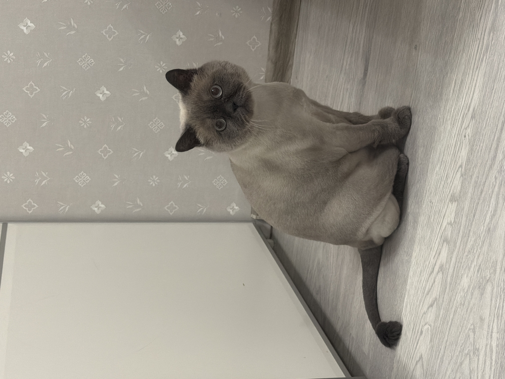 An indoor photograph, taken in Rostov-on-Don, Russia, depicts a single domestic cat seated on a light-colored, wood-grained laminate floor. The feline subject exhibits colorpoint markings, featuring a dark grey face, ears, and the tip of its tail, contrasting with a short-haired, light tan-grey body, consistent with recent grooming. Its large, round eyes are a light blue-grey and are directed towards the camera. The cat is positioned upright, with its tail extended straight along the floor. To the left of the cat is a plain, light-colored vertical surface, possibly a wall or a piece of furniture, showing minor surface imperfections. To the right and behind the cat, a grey wallpaper covers the wall, embossed with a repeating pattern of lighter-toned stylized geometric and foliate motifs. The scene is evenly lit, typical of an interior environment.