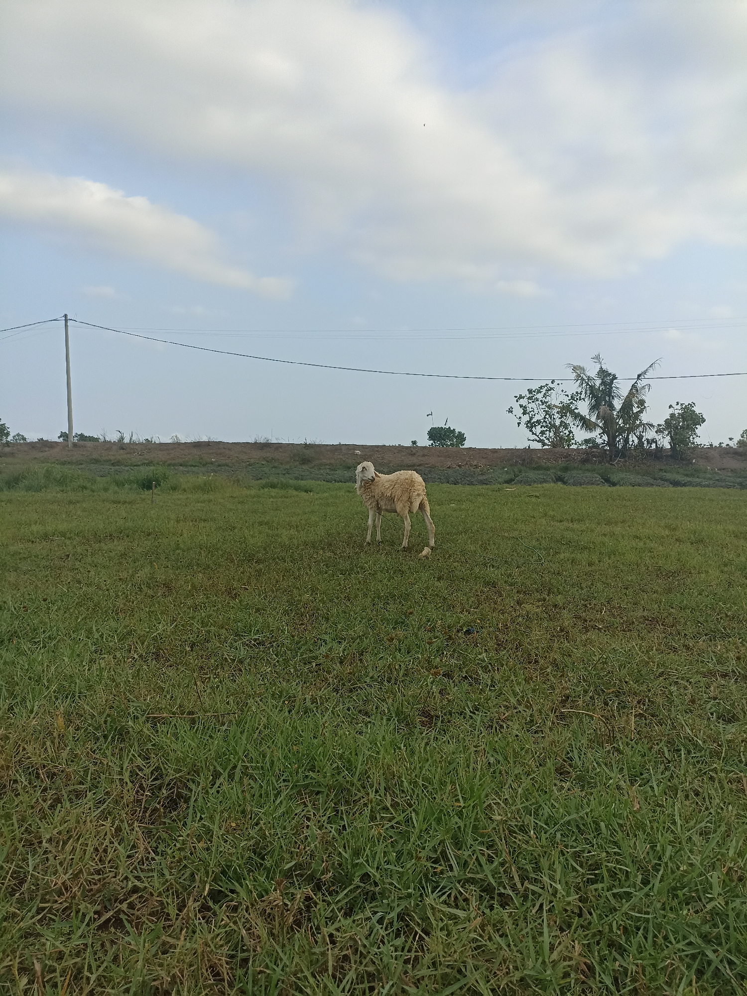 A single, light-colored sheep stands in a grassy field under a partly cloudy sky. The sheep is facing left, with its head slightly turned towards the camera. The field is covered in green grass with some brown patches. In the background, a line of trees and vegetation runs along a raised embankment. A utility pole with wires is visible to the left. The scene appears to be in a rural or semi-rural area, consistent with a location in Pandanarum, Indonesia, likely an open field or pasture. The lighting suggests it is daytime, possibly late afternoon or early morning given the soft light.