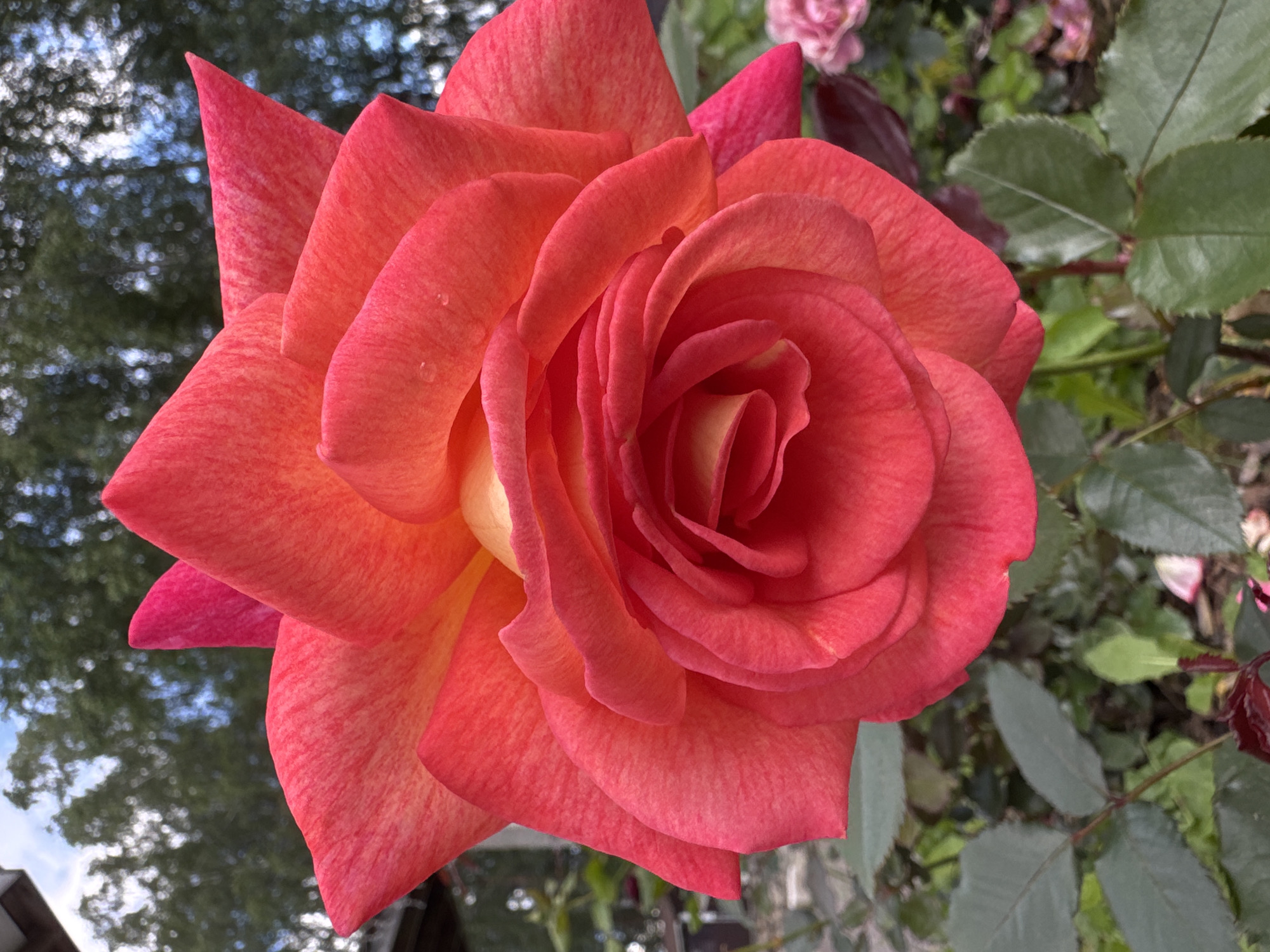 A close-up, eye-level shot captures a vibrant, blooming coral-colored rose. The rose occupies the majority of the frame, showcasing its intricate layers of petals. The outer petals are a deeper coral with subtle streaks of pink and yellow, while the inner petals transition to a brighter, almost yellow hue at the center. Tiny water droplets are visible on some of the petals. The background is softly blurred, revealing hints of green foliage, dark tree branches, and a sliver of a bright blue sky with some white clouds. The overall impression is one of natural beauty and delicate detail, set against a slightly overcast sky and lush greenery, indicative of an outdoor setting, possibly in a garden or park in Steklyannyi, Russia.