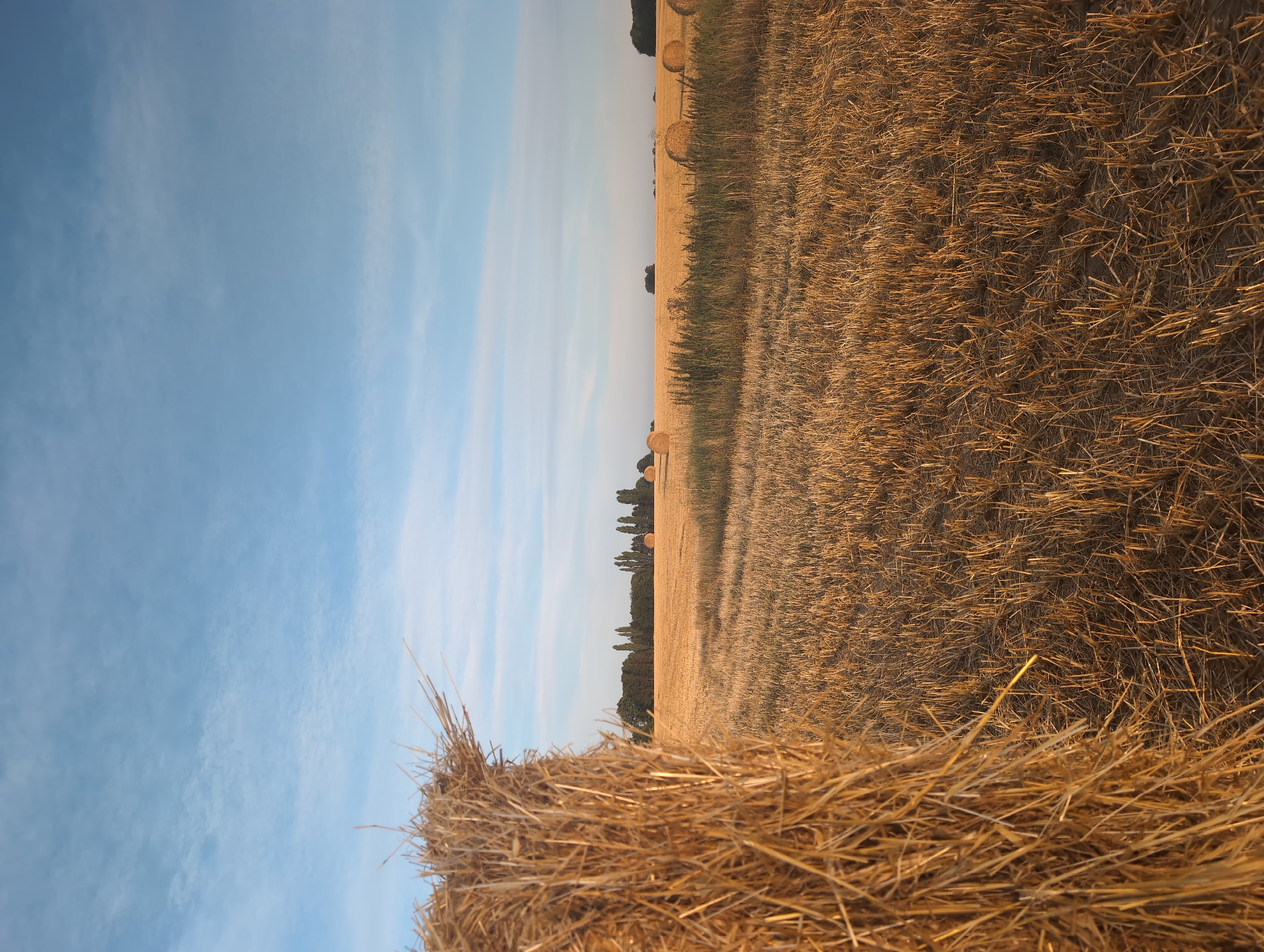 The image depicts a landscape in Alvimare, France, characterized by a harvested wheat field under a pale blue sky with wispy clouds. In the foreground, a large, tightly bound bale of golden straw occupies the left side of the frame, its dry stalks prominently textured. Beyond this bale, the field stretches into the distance, covered in stubble from the harvested crop. Several more round hay bales are visible scattered across the field, appearing as lighter circles against the darker stubble. A line of trees, some with a slender, tall silhouette, forms a distant treeline against the horizon, interrupted by a few small, dark green bushes. The overall scene conveys a sense of rural tranquility and the conclusion of the harvest season, bathed in what appears to be the warm light of late afternoon or early morning. There are no people or animals present in the image.