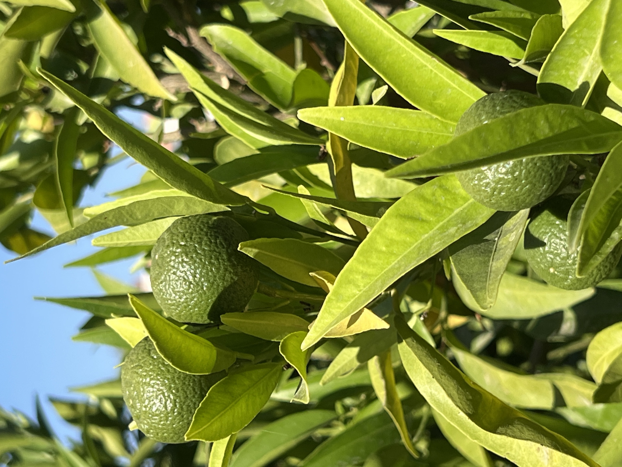 An extreme close-up shot features several small, unripe green citrus fruits on a tree branch. The fruits have a textured rind and are surrounded by vibrant green leaves, some of which are illuminated by sunlight, creating shadows. The background is out of focus and shows a bright blue sky. The overall scene suggests a natural outdoor setting, possibly in a garden or orchard. There are no people or animals visible in the image. The location is specified as Antalya, Turkey, implying this citrus tree is growing in that region.