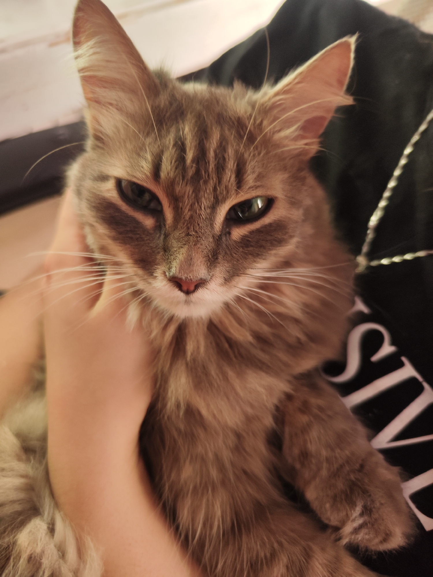 A medium-angle close-up shows a grey tabby cat being held. A person's left hand is visible, gently holding the cat's neck. The cat has green eyes, long whiskers, and a pink nose. The background includes a black garment with a partial white word visible. The setting seems to be indoors. The city of Chaikovsky, Russia is not discernible from the image.