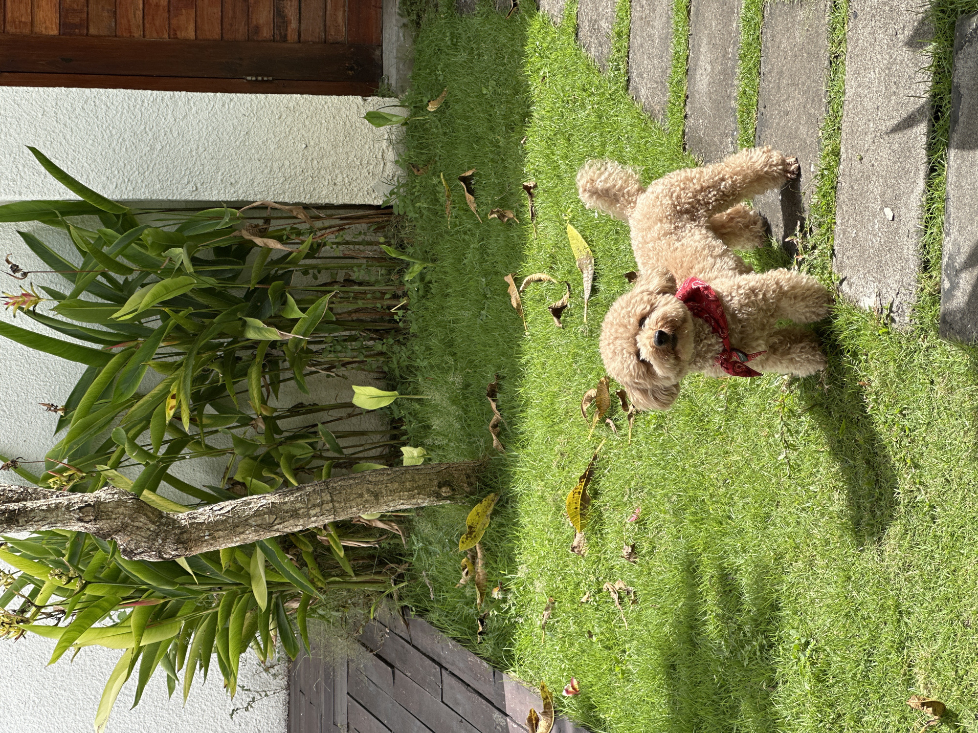 A small, tan-colored poodle with curly fur, wearing a red patterned bandana, stands on green grass in a garden. Dry leaves are scattered across the grass. Behind the dog are flat, gray, rectangular stone pavers. To the left, a tropical plant with long green leaves grows near a wooden fence and a white wall. The location is consistent with an outdoor scene in Dalung, Indonesia.