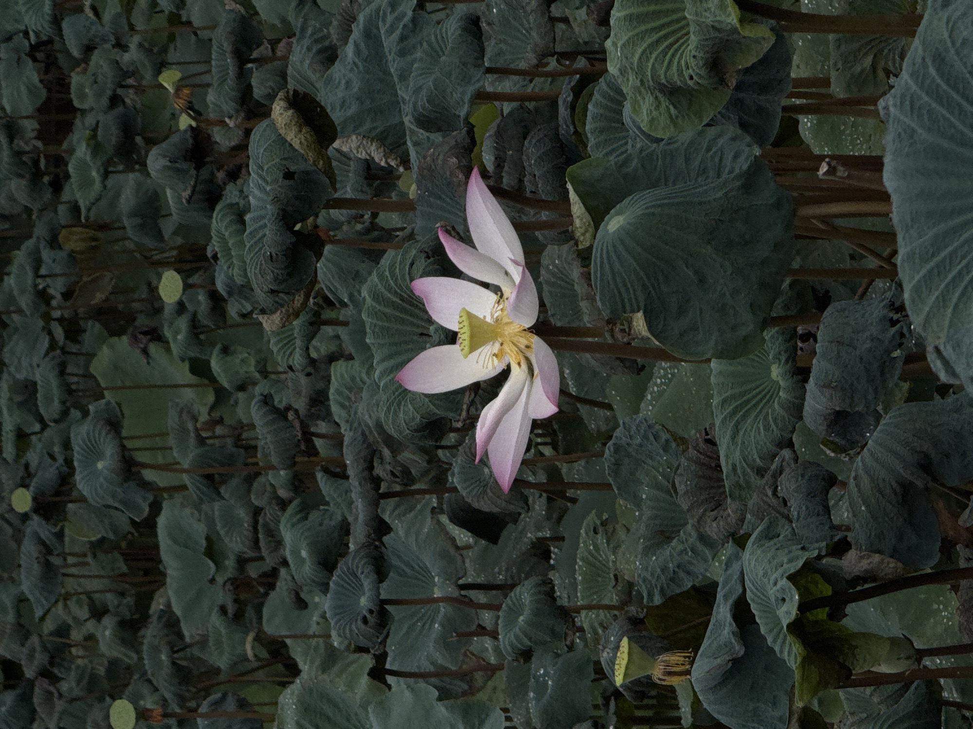 This is a vertical, medium shot of a serene lotus pond in Bangkok, Thailand. A single, delicate pink and white lotus flower, partially open, is centered in the frame, its yellow stamen prominently displayed. The flower is surrounded by a dense field of large, dark green lotus leaves. The leaves are varied in shape and texture, some are flat and smooth, while others are curled and crinkled, with many showing the glistening effect of water droplets. Some dried lotus seed pods are also visible amongst the foliage. The overall impression is one of lush, natural beauty and tranquility.