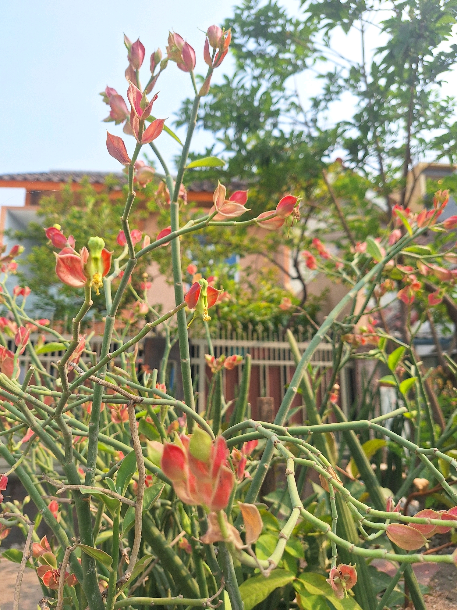 This is a close-up, vertical, eye-level, outdoor, daytime photograph of a plant with numerous thin, green, segmented stems. The stems branch out at various angles and are adorned with small, reddish-pink bracts that resemble tiny lips or tongues, particularly at the tips of some branches. There are also hints of yellow and green within the floral structures. The plant is dense, with the stems forming a tangled network. In the background, a blurred residential structure with an orange roof is visible, along with greenery and a white fence. The sky is a pale blue and clear. The scene is located in Setiamulya, Indonesia.