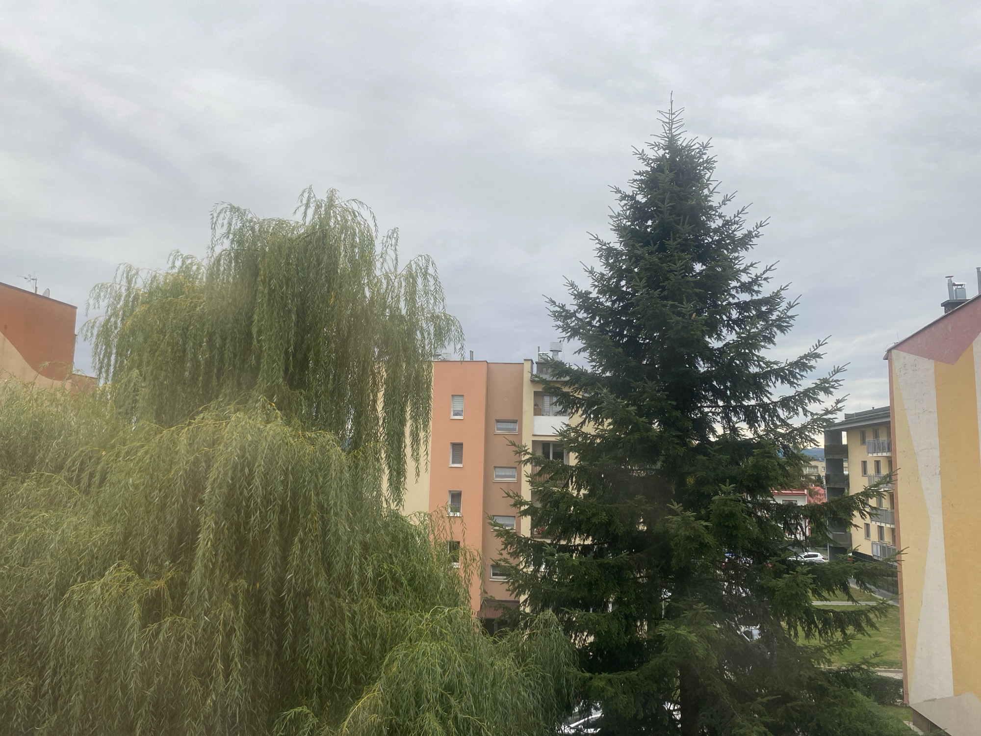 This image depicts an outdoor scene with two prominent trees in the foreground, a weeping willow on the left and a coniferous tree on the right. Behind the trees, several multi-story buildings are visible, suggesting an urban or suburban setting. The sky is overcast. The buildings appear to be residential or mixed-use. The presence of trees and buildings suggests this location is likely within the city of Nowy Sącz, Poland. No people are visible in the frame.