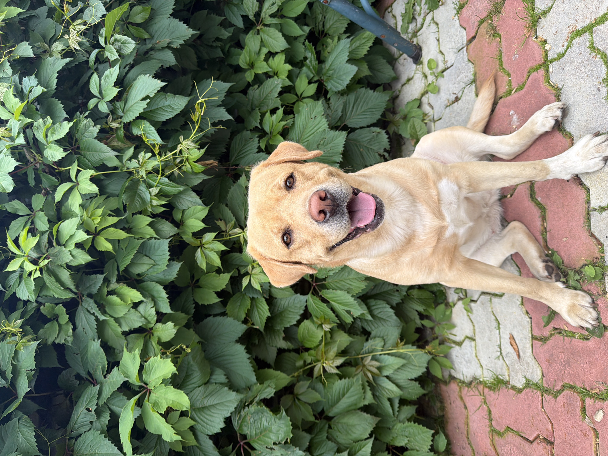 A medium shot captures a light-colored Labrador dog sitting on a red and gray paver patio in front of a wall of dense green ivy. The dog is facing the camera with its mouth open and tongue visible, suggesting it is panting or smiling. Its ears are perked, and its eyes are looking directly forward. The ivy wall serves as a natural backdrop, with varied shades of green leaves and some thin vines extending outward. A portion of a dark blue metal object, possibly a chair leg, is visible on the right side of the frame. The ground is paved with interlocking red and gray stones, with some patches of grass growing between them. The lighting appears to be natural daylight, casting soft shadows. The overall scene depicts a relaxed outdoor setting.