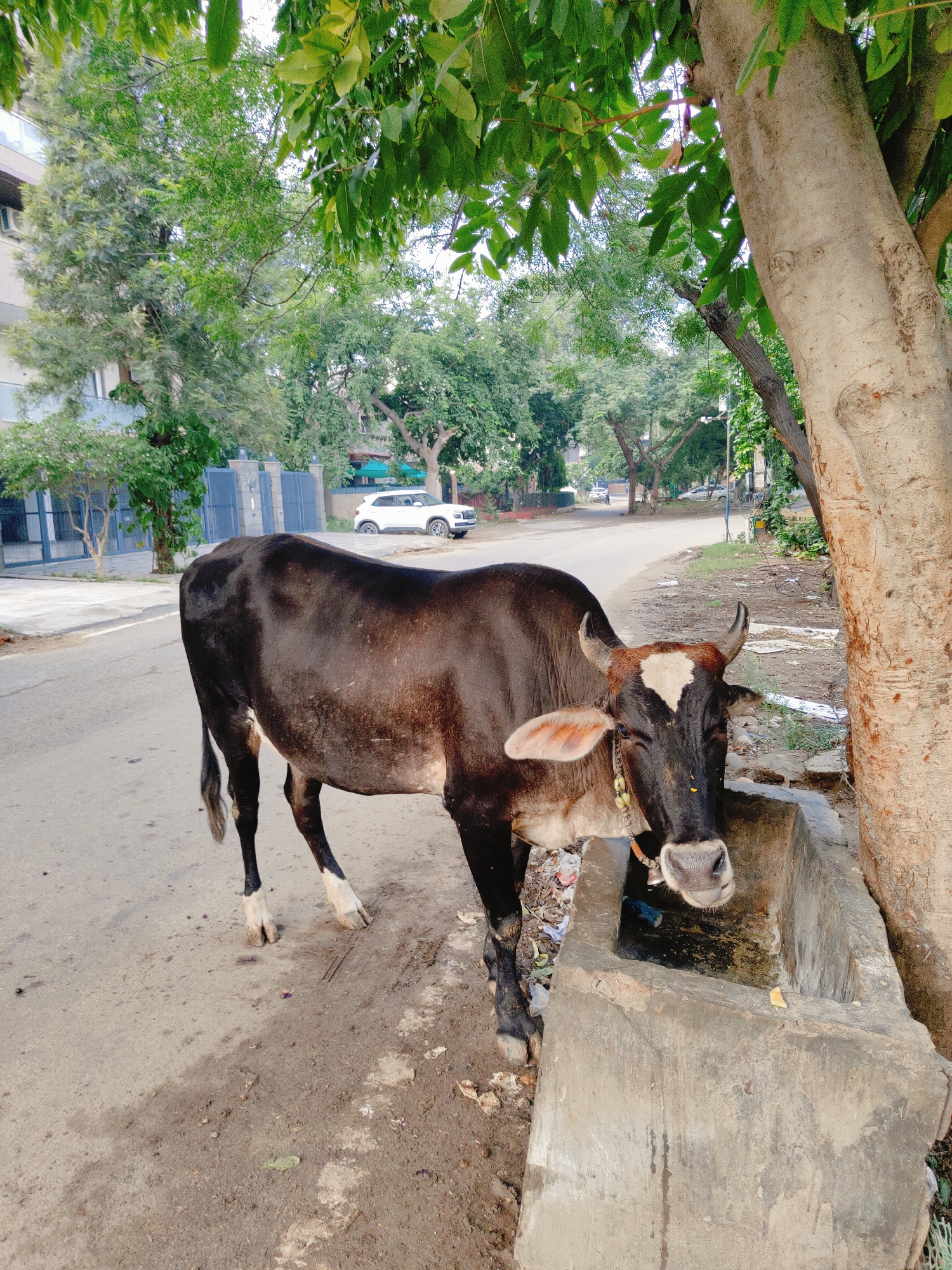 A dark brown cow stands near a concrete trough on a roadside in Gurgaon, India. The cow is facing the camera and drinking from the trough, which contains murky water. The cow has a white patch on its forehead and a yellow garland around its neck. Behind the cow, a road is visible, with trees and buildings lining its sides. A white SUV is parked on the opposite side of the road. The scene appears to be an urban environment with signs of greenery and development.