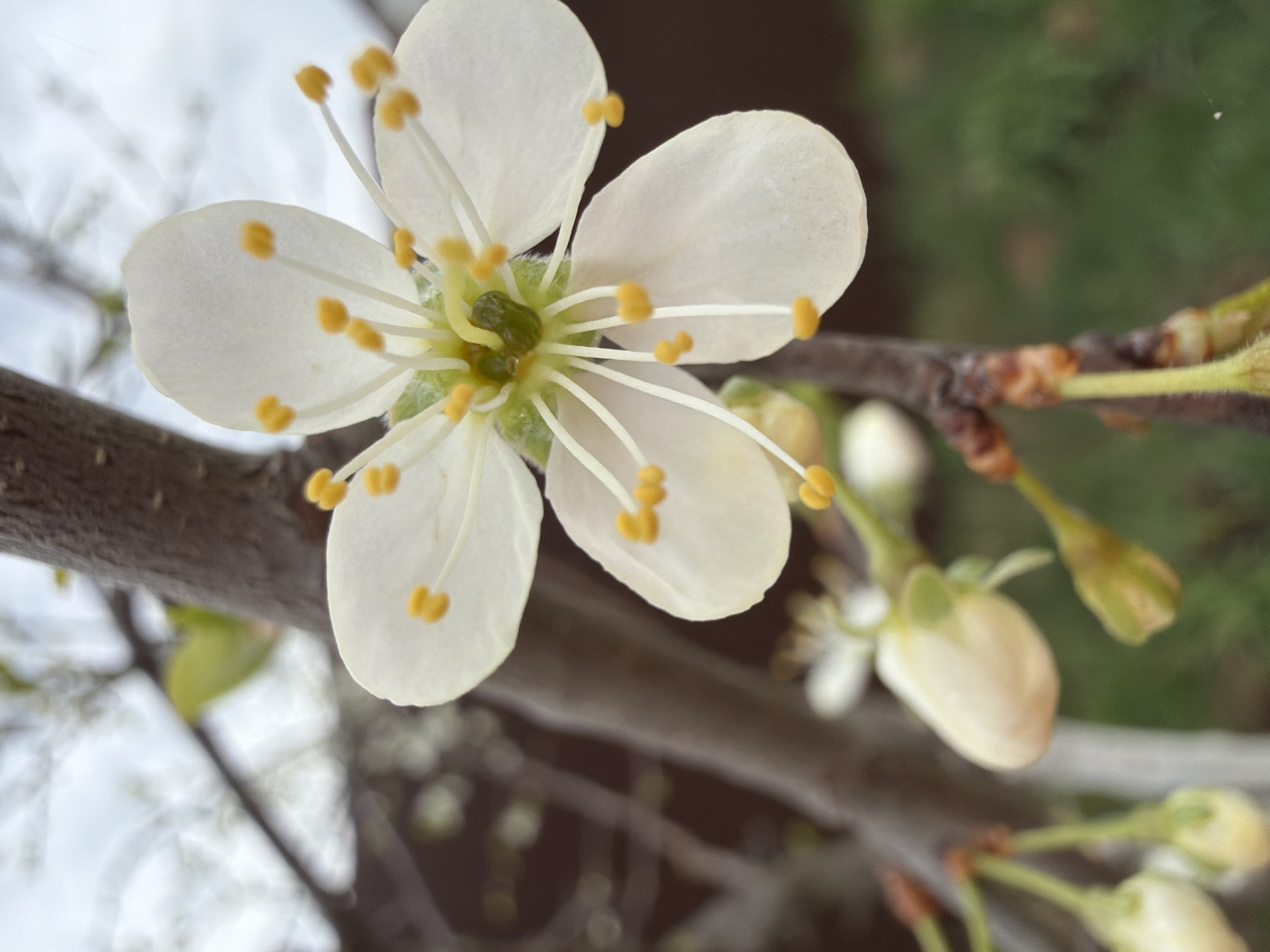A close-up shot depicts a branch of a tree with white flowers. The fully bloomed flower has five petals, each bearing a small yellow dot on the tip. Numerous stamens with yellow anthers surround the central part of the flower, which is green. Several unopened buds are also visible along the branch. The background is blurred, but glimpses of the sky and foliage can be discerned. The location is identified as Chaikovsky, Russia.