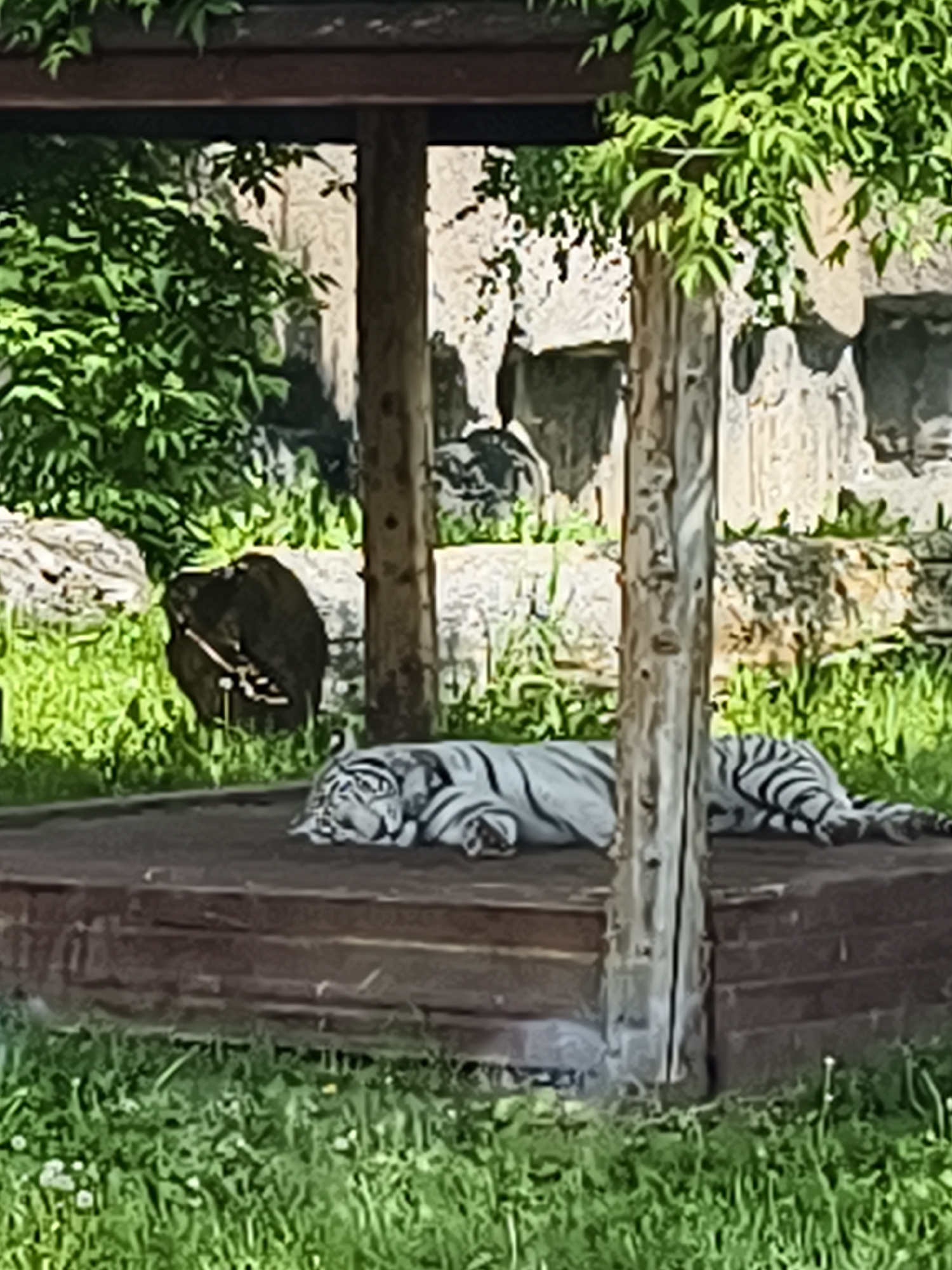 This media file captures a serene outdoor scene, likely within a zoo or wildlife park in Izhevsk, Russia. The primary subject is a magnificent white tiger, distinguished by its white fur and black stripes, resting peacefully. The tiger is lying down on a raised, dark brown wooden platform, appearing to be asleep or in a deep state of relaxation.
The scene is set outdoors under bright daylight, indicating sunny weather. Lush green foliage, including trees and bushes, forms the background and surrounds the wooden structure. To the left of the platform, a dark, irregularly shaped object, possibly a large tree stump or rock, is visible amidst the greenery. The backdrop also features lighter-colored rocks or artificial rock formations, suggesting a naturalistic habitat design for the animal. Two sturdy wooden posts support an overhead structure, partially visible at the top of the image, and one of these posts stands close to the resting tiger. The foreground is covered with vibrant green grass, dotted with small white and yellow wildflowers, indicating a well-maintained environment. No people are visible in the frame, and there is no discernible text or signage present. The overall atmosphere conveyed is one of tranquility and natural beauty.