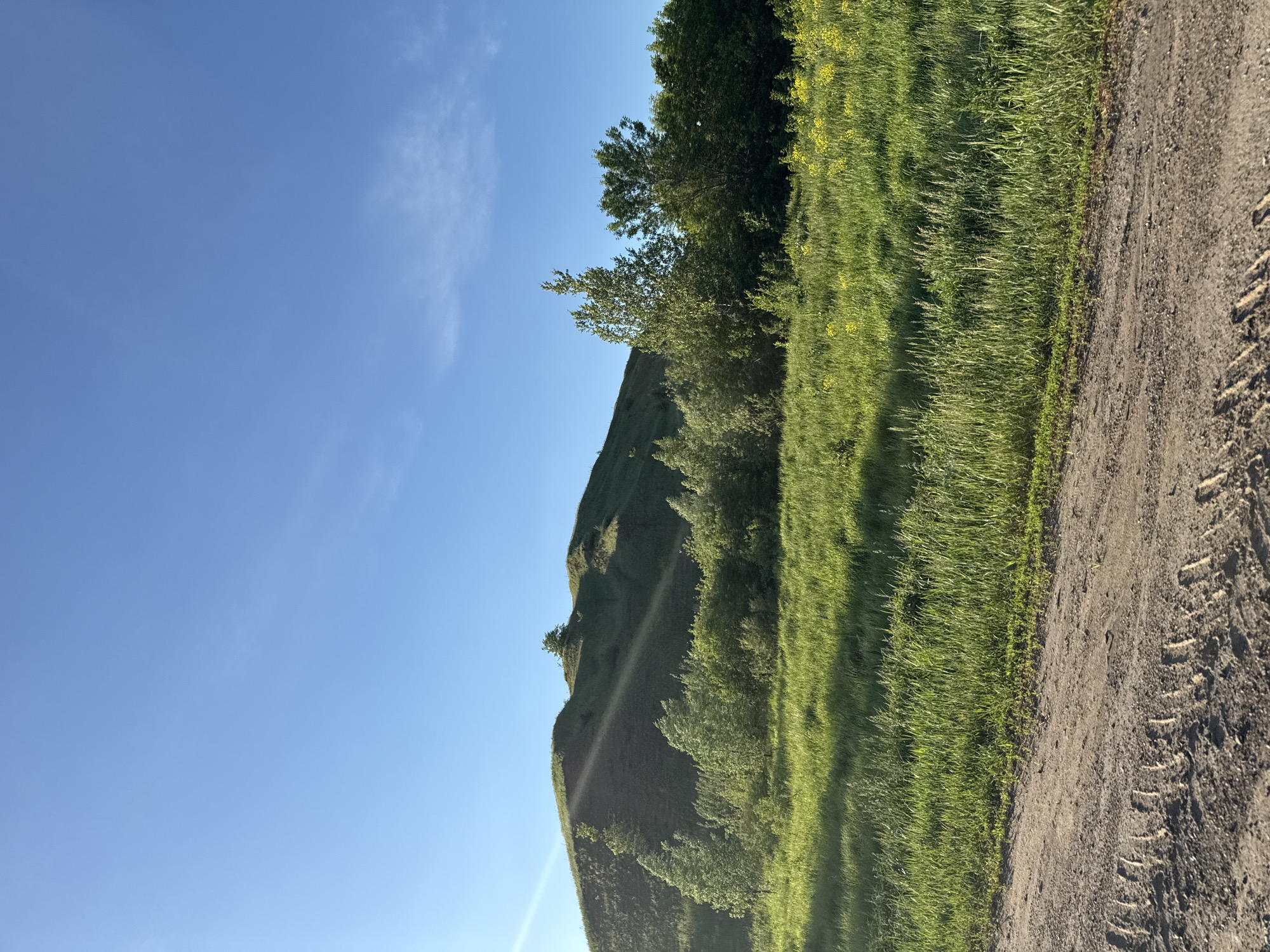 The image shows a landscape in the rural area of Мазунино, Russia. A dirt road runs along the right side, marked with tire tracks. To the left of the road is a grassy embankment, transitioning into a small hill or raised terrain covered with grass and interspersed with trees. The background is a clear blue sky with light, wispy clouds.
