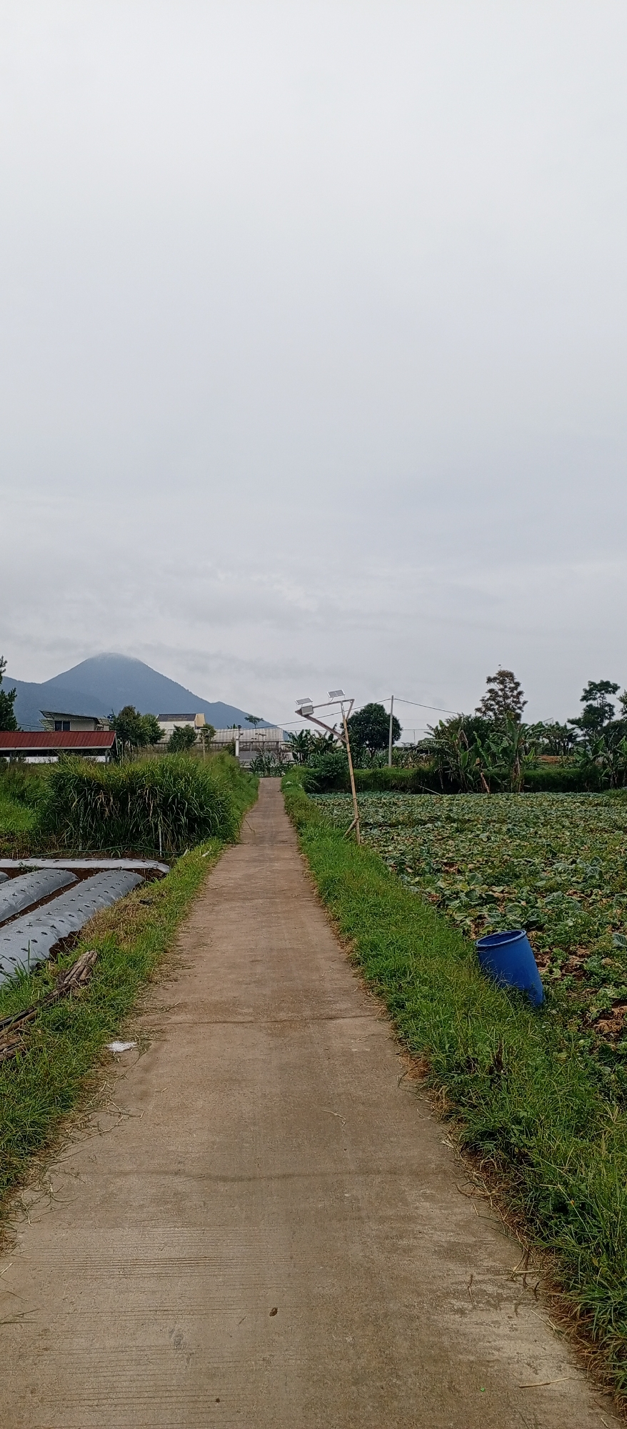 A concrete path leads through a rural landscape under an overcast sky. On the left side of the path are rows of crops covered with plastic sheeting, bordered by tall green grass. On the right side, a field of lush, green plants, possibly lotus or similar water-loving vegetation, extends to the horizon. A large, blue barrel is visible near the edge of this field. Further in the background, several buildings and trees are scattered across the landscape. A prominent, cloud-shrouded mountain rises in the distance. There are no people or animals visible in the image. The scene depicts a cultivated rural area with agricultural activities and natural elements.