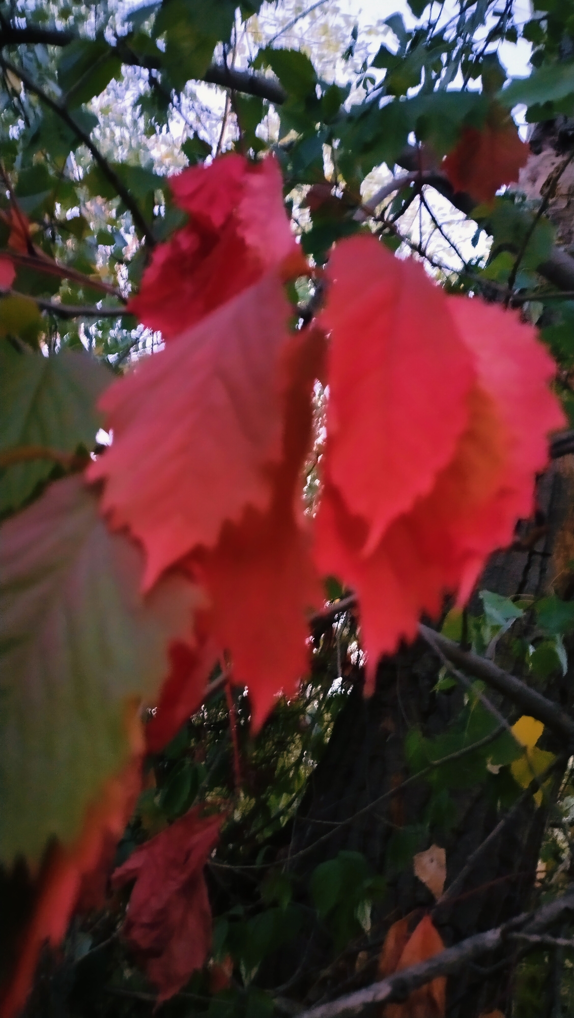 The image depicts a close-up view of vibrant red leaves on a tree branch, likely during autumn. The leaves are brightly colored and have a serrated edge. The background is blurred, showing green foliage, branches, and what appears to be the sky or a bright, out-of-focus area. The scene suggests a natural setting, possibly a park or a garden within the city of Horishni Plavni, Ukraine. There are no people or discernible human activity present in the image. The overall impression is one of natural beauty during the fall season.