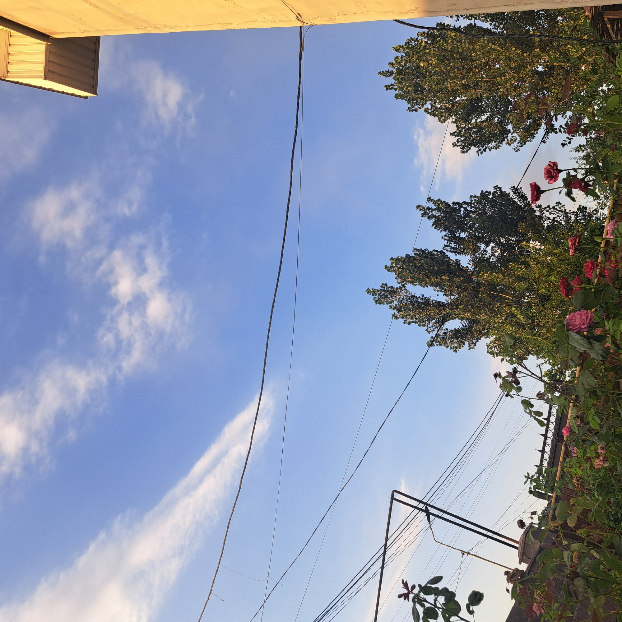 This is a medium-shot, eye-level outdoor photograph taken in Іргелі ауылдық округі, Kazakhstan. The image depicts a view of the sky with scattered clouds, framed by trees, flowers, electrical wires, and a building. The sky is a clear blue with wispy white clouds. In the foreground, a cluster of rose bushes with red and pink flowers is visible, along with a low fence. Tall trees with dense green foliage are positioned in the midground. Several electrical wires crisscross the frame. On the right side of the image, a portion of a light-colored building with a yellow overhang is visible. The lighting suggests it is either early morning or late afternoon. No people are present in the scene.