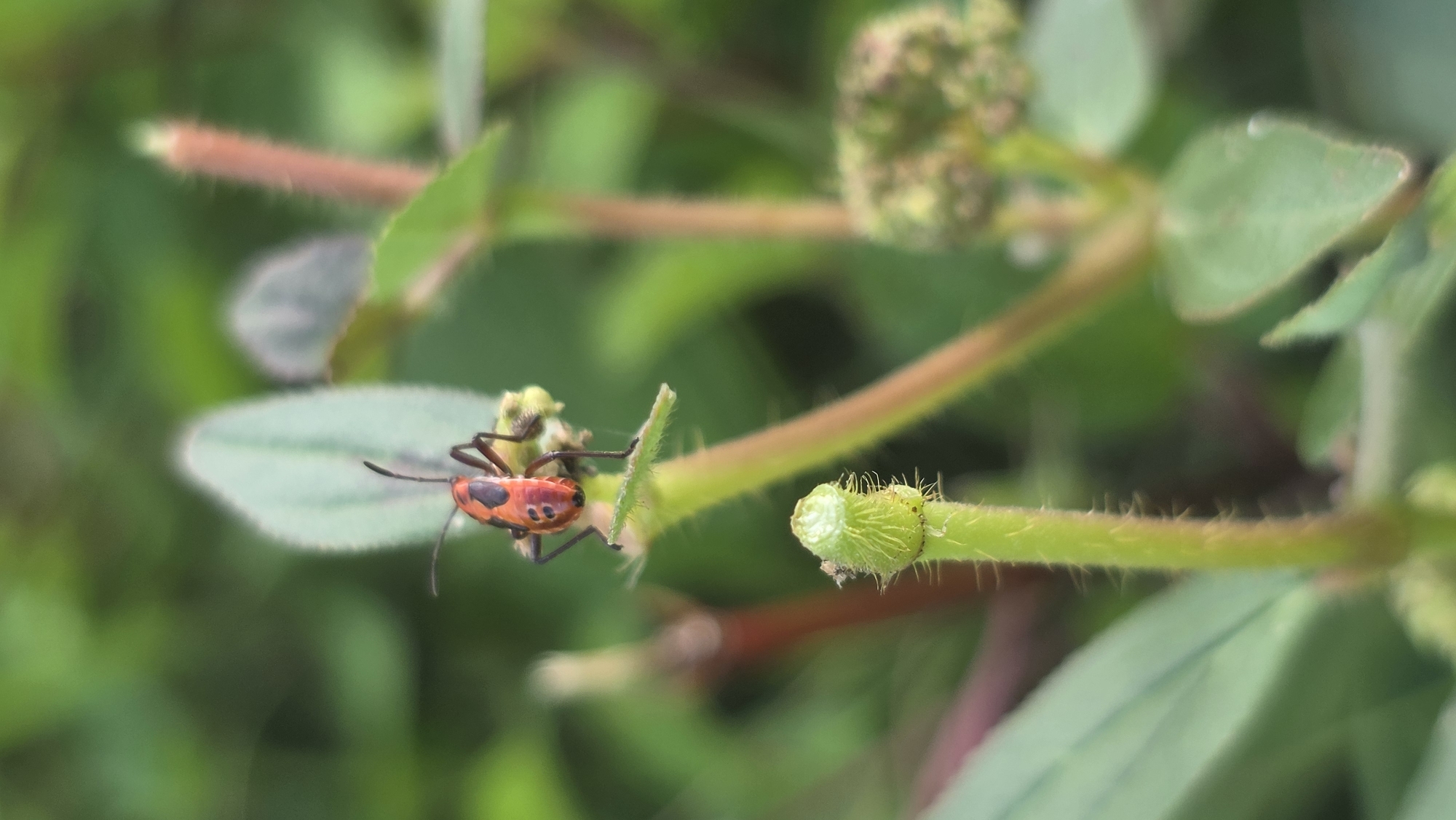 An Asian red bug is on a green plant. The bug is red with black markings and has black antennae and legs. The plant has small, green leaves and hairy stems. The location is Lhokseumawe, Indonesia.