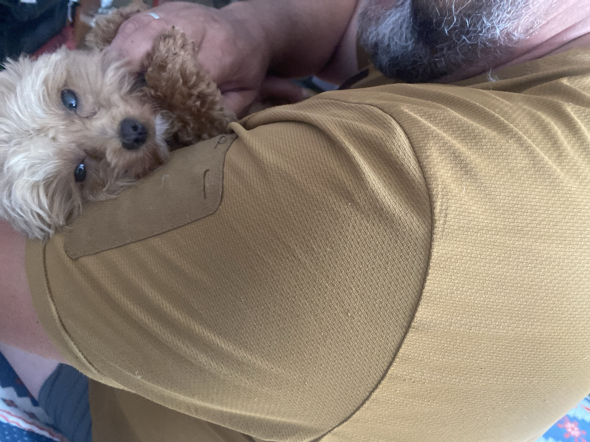 A close-up, low-angle, outdoor shot shows a person's shoulder and arm, wearing a tan, textured t-shirt, cradling a small, light brown dog. The dog's face is turned towards the camera, with its eyes looking upwards. The person's arm is visible in the background, with a gray beard and short, gray hair. The dog appears to be resting its head on the person's arm. The image does not contain any information about its location in the city of Dnipro, Ukraine.
