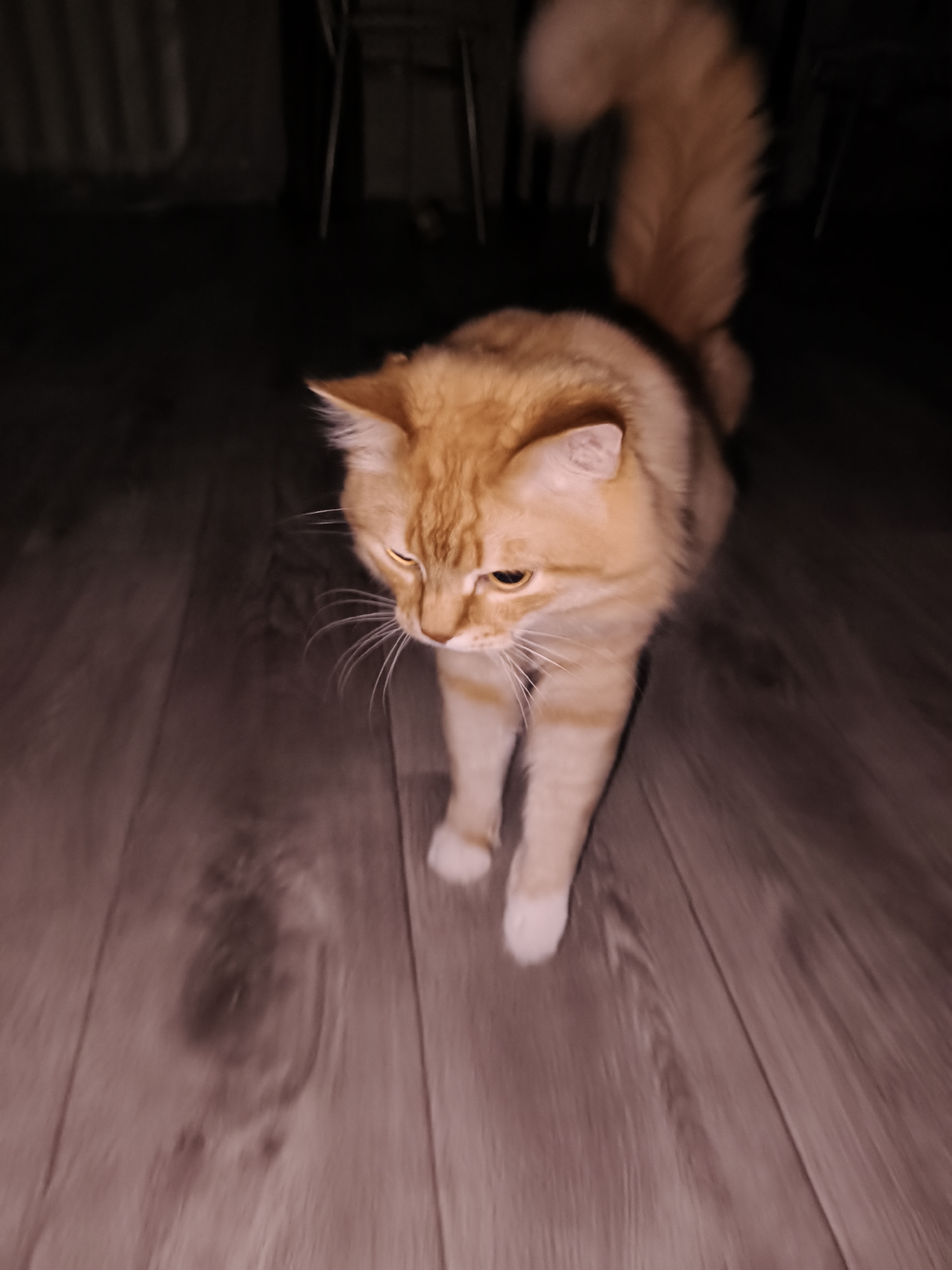 An orange tabby cat with long fur is walking on a wood floor. The cat is facing the camera with its head slightly lowered. The background is dark, but there appears to be a radiator and chair in the background. The location is Chaikovsky, Russia.