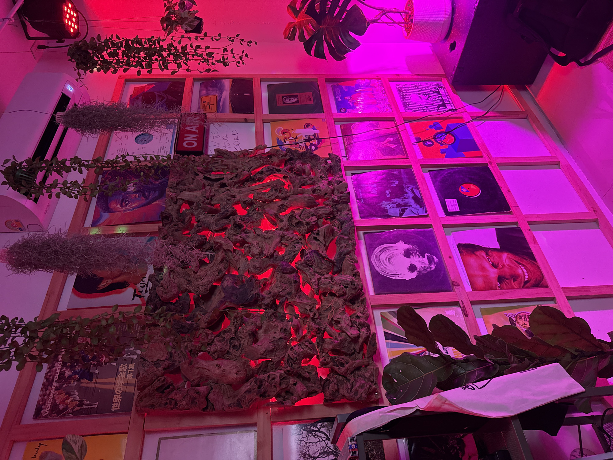 This media file depicts a dimly lit room with vibrant pink and red lighting. The main subjects are a collection of vinyl records displayed on a wooden grid structure that covers a significant portion of the wall. Many of the records are partially obscured by hanging plants, including lush green vines and a wispy air plant. In the center of the vinyl collection, a decorative piece made of intertwined wood branches is prominently featured, illuminated by red light from behind.
The room appears to be an indoor space, possibly a lounge, studio, or record store, given the display of records and the ambient lighting. The mood is moody and atmospheric, amplified by the colored lights and the natural elements.
Visible text on the record covers includes "ON AIR," "BE YOUR CORD," "Schook," "Voices around," and Japanese characters that translate to "The World's Academic Song, Volume 1." One record sleeve features a close-up of a person's face with a wide smile.
The overall impression is one of a curated space that blends music, nature, and artistic display, creating a unique and visually striking environment. The time of day is indeterminate due to the artificial lighting. No specific weather conditions are suggested. The location context of Si Sunthon, Thailand, adds a cultural layer, although no direct visual cues point to this specific location within the image itself.