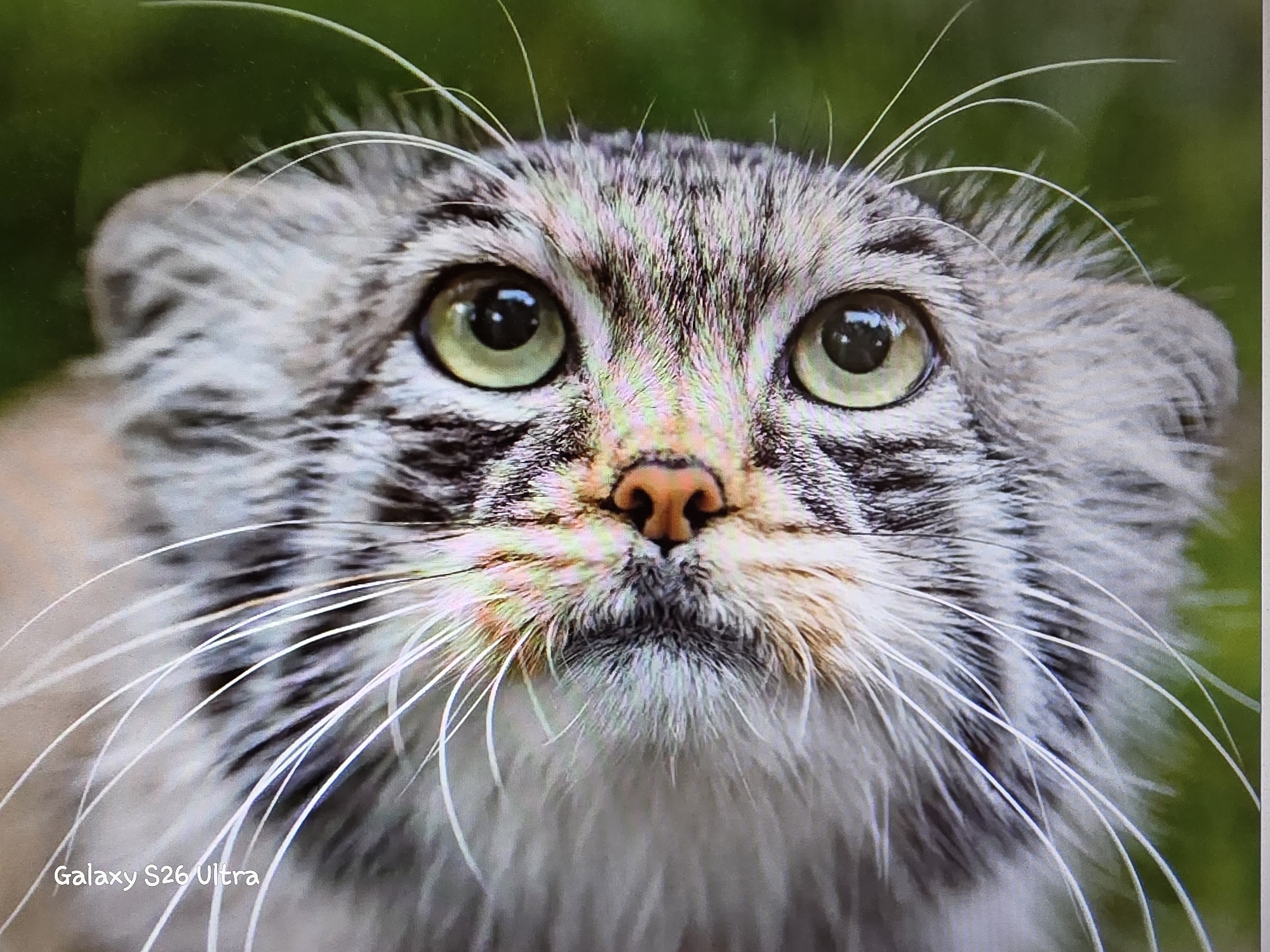 This is a close-up photograph of a Pallas's cat, also known as a manul. The cat's face dominates the frame, with its distinctive large, round, green eyes looking upwards. Its fur is thick and variegated, with shades of gray, black, and brown, characteristic of its wild habitat. Prominent white whiskers fan out from its muzzle, and its small, rounded ears are visible on top of its head. The background is a soft blur of green, suggesting a natural, outdoor setting, likely grassy. The lighting appears to be natural daylight, casting a gentle illumination on the cat's features. There is a visible watermark in the bottom left corner that reads "Galaxy S26 Ultra". The overall impression is one of intense curiosity or attentiveness from the animal.