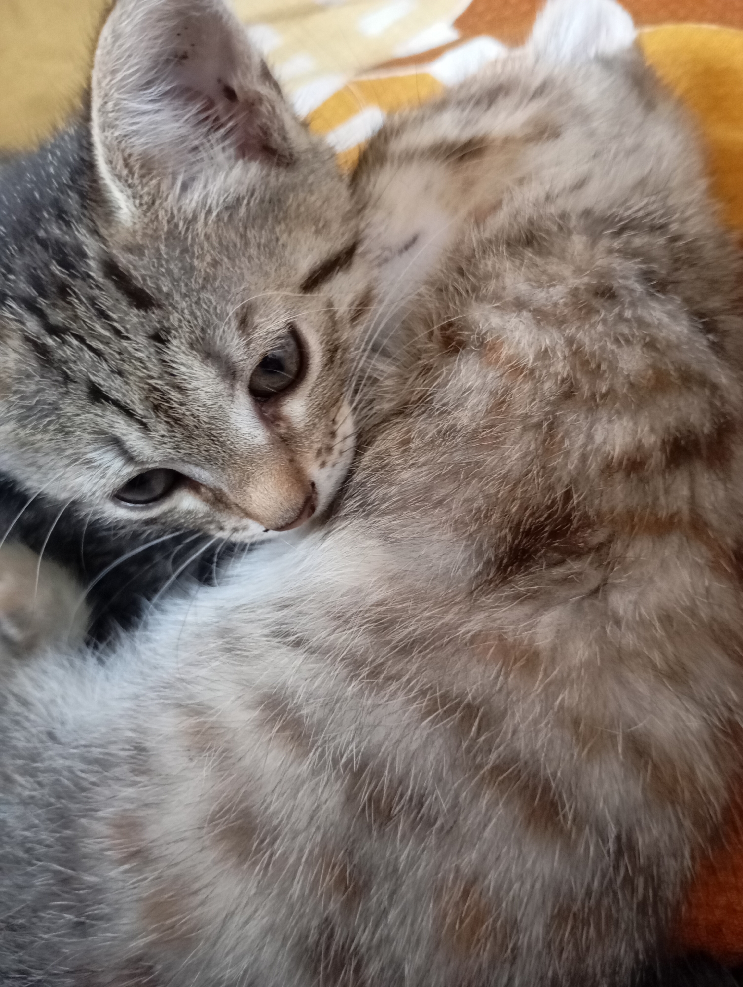 Two kittens are lying close together on a surface with a yellow and white pattern, appearing to be cuddling. One kitten is gray tabby with dark stripes on its head, while the other kitten has a lighter gray and white fur. The kittens are closely intertwined, with the first kitten's head resting near the other kitten's body. The focus is on the kittens, capturing a moment of comfort and closeness.