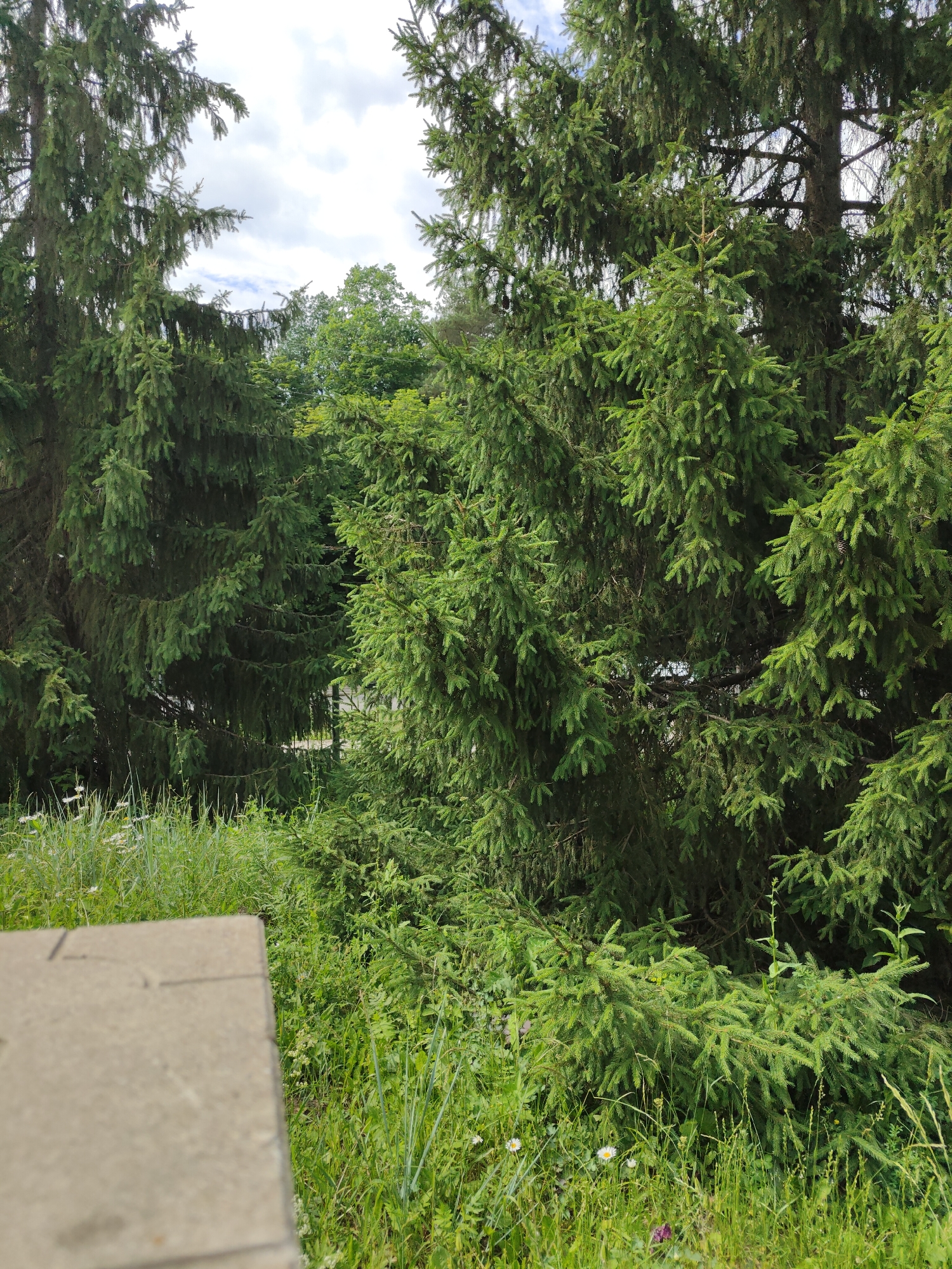The image shows a close-up view of several large, mature spruce trees with dense, dark green foliage. The trees occupy the majority of the frame, with their branches extending towards the sky. Some lighter green, younger spruce branches are visible closer to the ground, interspersed with tall green grass and a few small white wildflowers. In the foreground, the corner of a light gray, textured concrete structure, possibly a bench or a low wall, is visible. The background is a blur of green foliage, indicating more trees and vegetation, with a cloudy sky peeking through the upper branches of the trees. There are no people or animals present in the image. The lighting suggests it is daytime, with diffused sunlight creating soft shadows.
