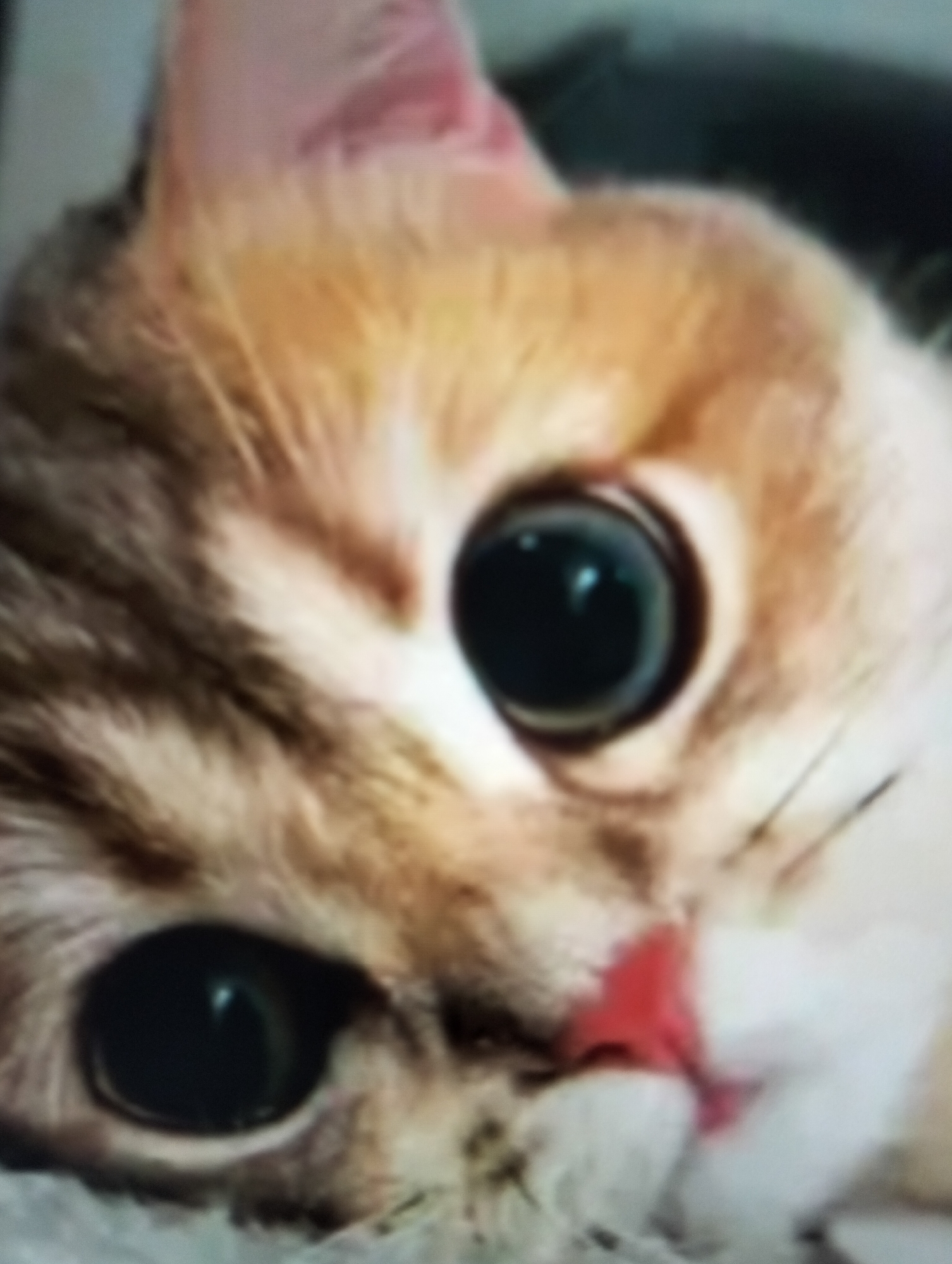 The image is a close-up, blurry shot of a cat's face. The cat has large, dark eyes, and its fur is a mix of brown, orange, and white. A small portion of its pink nose is visible. There is no indication of any specific location within the city of Payagaboh, Indonesia, or any environmental details. The image focuses solely on the cat's facial features.