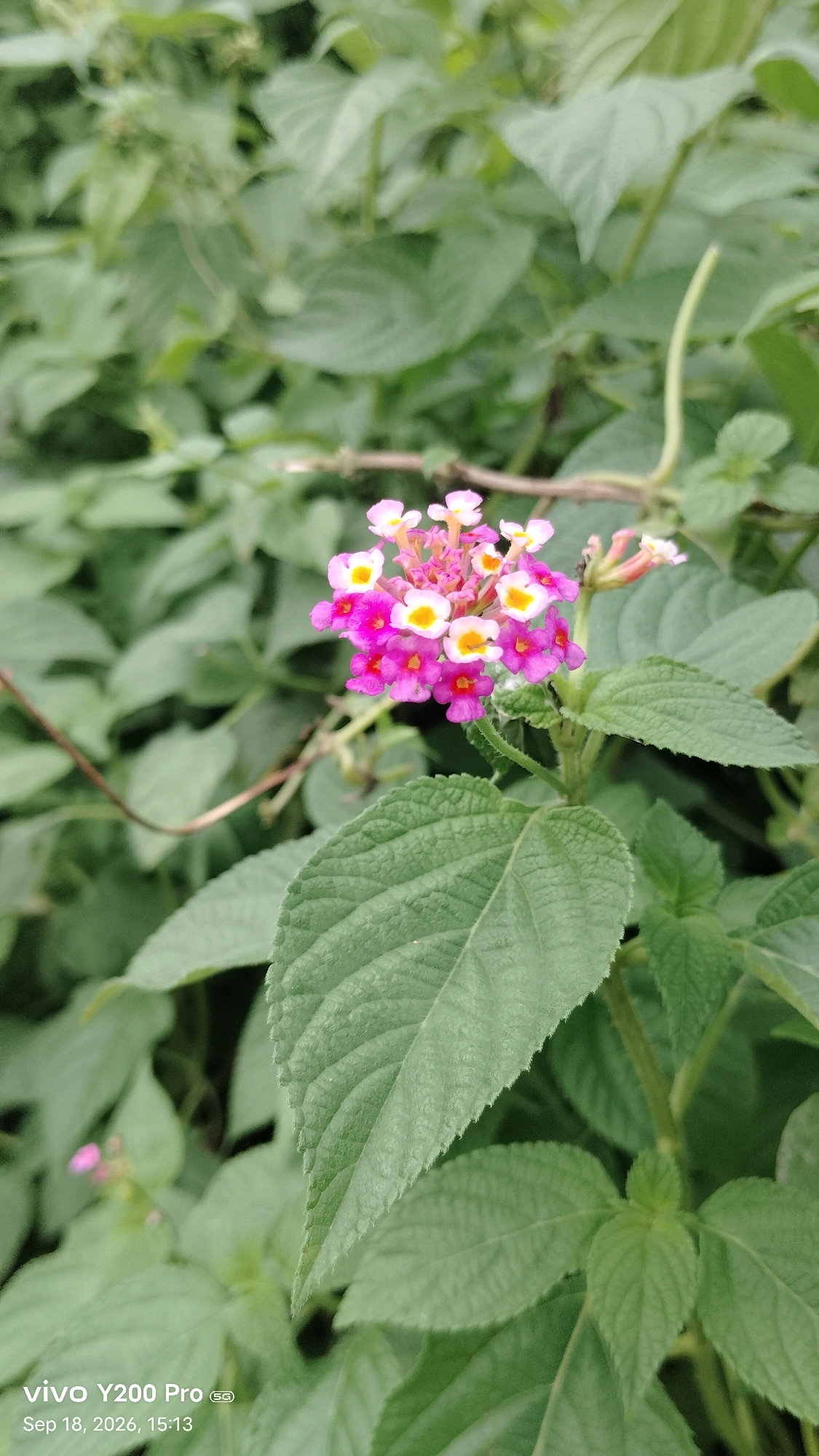 This is a close-up, vertical, eye-level shot of a cluster of small, multi-colored flowers, primarily pink and yellow, set against a backdrop of blurred green foliage. The flowers are in sharp focus, highlighting their delicate petals and yellow centers. A large, textured green leaf occupies the lower right foreground, also in focus, with its veins clearly visible. The background consists of soft, out-of-focus green leaves, creating a natural and slightly overgrown environment. A thin, light-colored vine curls into the frame from the left side. In the bottom left corner of the image, a watermark displays "vivo Y200 Pro 5G Sep 18, 2026, 15:13." The image composition suggests an outdoor setting, likely a garden or natural area, with no people or specific man-made structures visible beyond the phone's watermark. The lighting appears natural, possibly overcast or diffused, as there are no harsh shadows. The overall impression is of a detailed botanical study of a flowering plant in its natural habitat. The location of Naihati, India, is not directly depicted in the visual elements of the image itself.