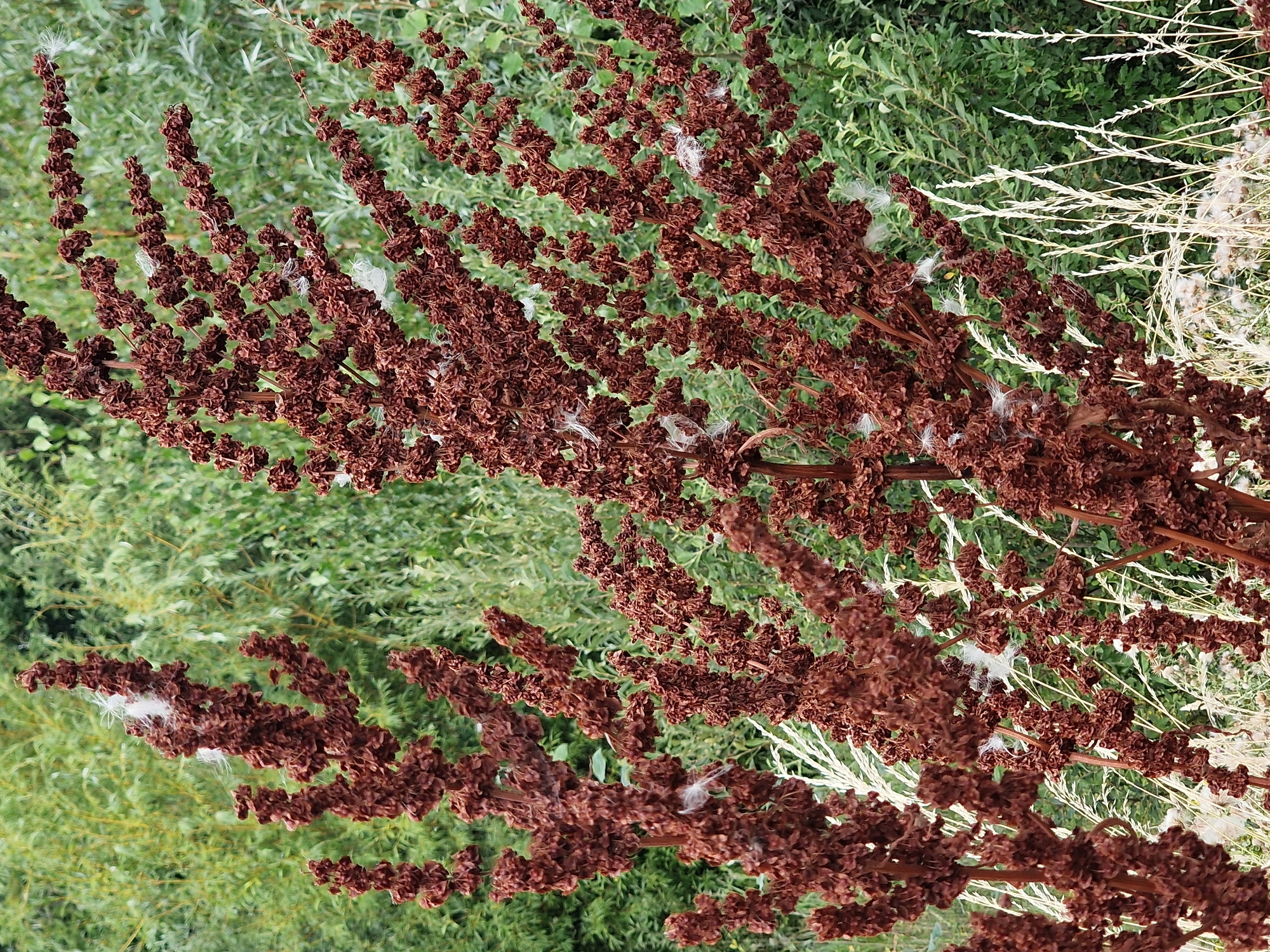 Two tall, dried-out brown seed stalks with fluffy white remnants are in the foreground, set against a blurred backdrop of green foliage, likely trees or bushes. The stalks are densely packed with small, withered seed pods. In the lower right and left corners, some dried grass can be seen. The scene appears to be outdoors in a natural setting, possibly a park or garden. There are no people or animals visible in the image. This image does not depict a location in the city of Canterbury, United Kingdom, nor does it contain any specific urban elements.