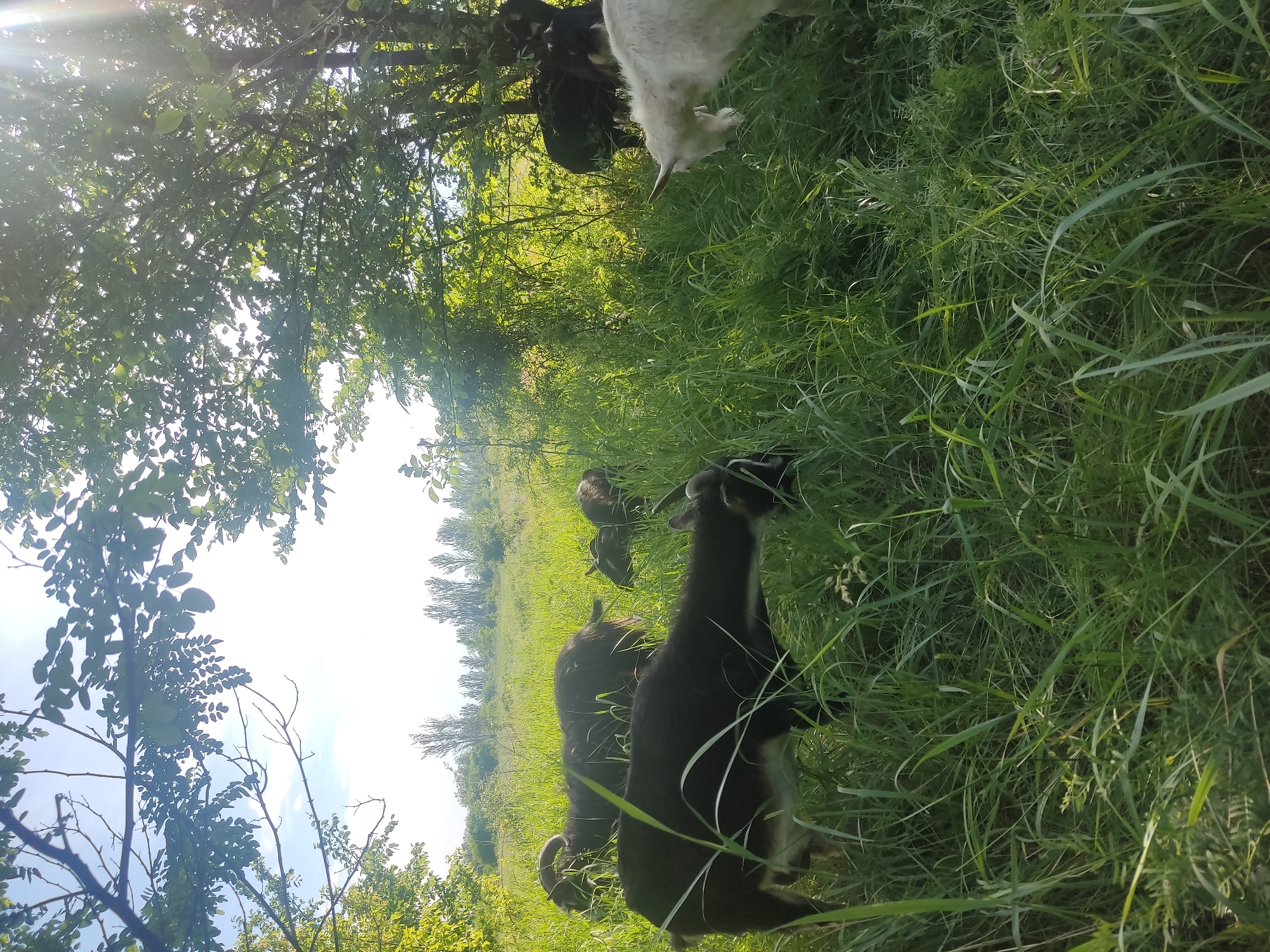 In Marianivka, Ukraine, a group of goats is grazing in a grassy field under a canopy of trees. Several dark-colored goats are visible in the foreground and mid-ground, with one white goat standing in the right mid-ground. The goats are surrounded by tall green grass and foliage, with sunlight filtering through the leaves of the trees, creating a dappled effect. In the background, a line of tall, slender trees is visible against a bright sky.
