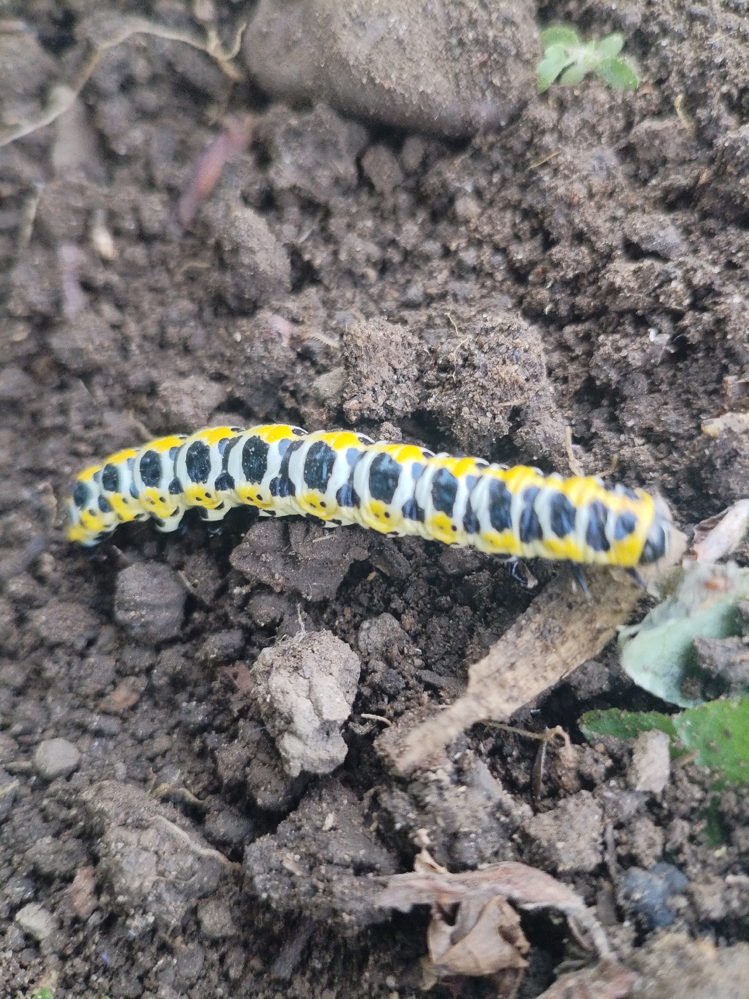 A yellow and black striped caterpillar is on dark soil. The caterpillar is long and segmented. It has black spots and white stripes along its body. The soil is clumpy and uneven, with some small rocks and dried leaves visible. The caterpillar is in the center of the image.