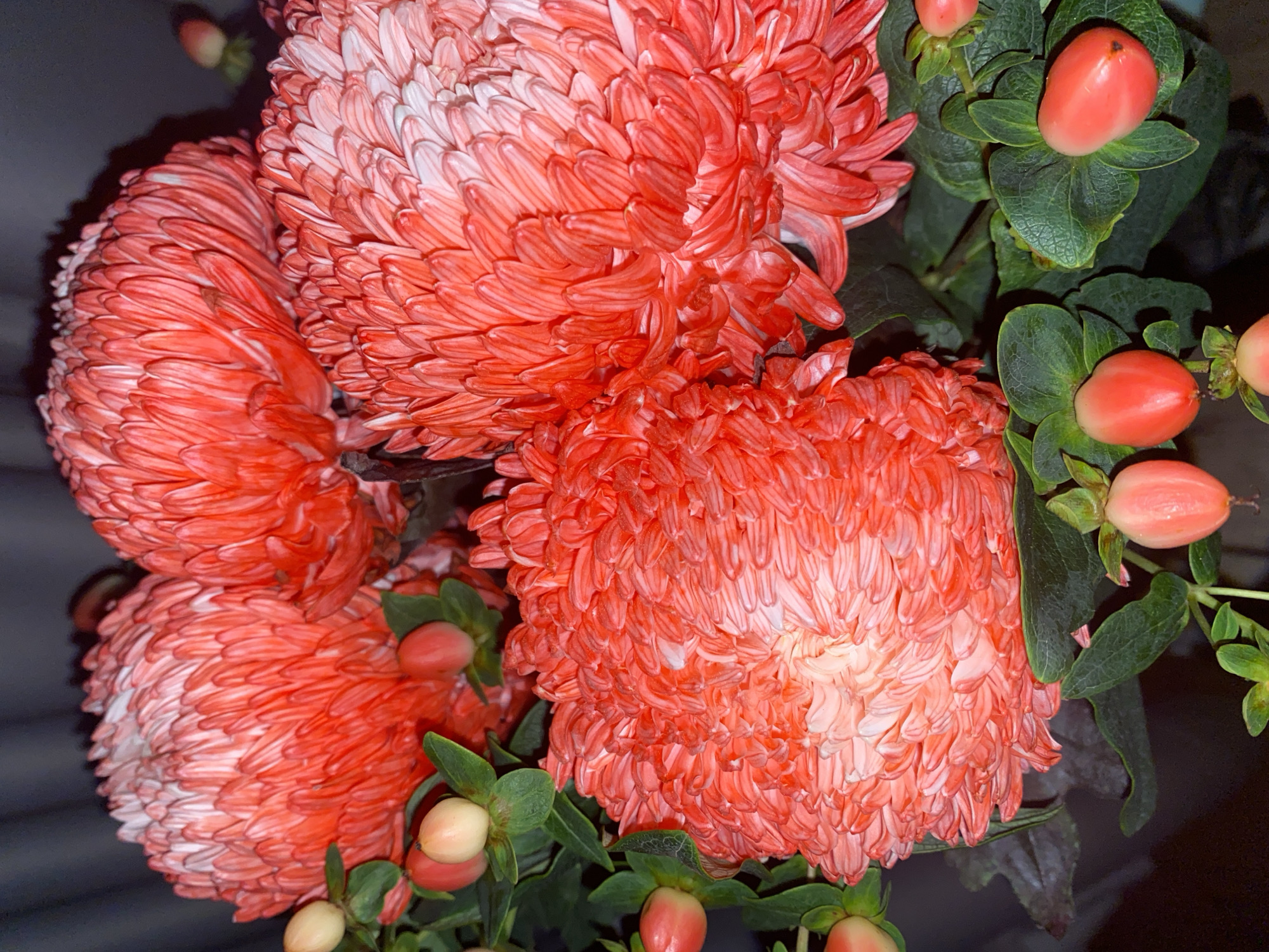 A close-up, eye-level shot shows a bouquet of vibrant coral-colored chrysanthemums and red hypericum berries against a dark, out-of-focus background. The chrysanthemums are large and fully bloomed, with many tightly packed, feathery petals that transition from deep coral at the tips to a lighter pinkish-white at the center. The hypericum berries are small, oval-shaped, and clustered on green stems with leaves. The lighting creates a dramatic effect, highlighting the textures of the flowers and berries. The scene is indoors, likely a domestic setting or flower shop in Nha Trang Ward, Vietnam, with no people or specific environmental features beyond the bouquet and background visible.