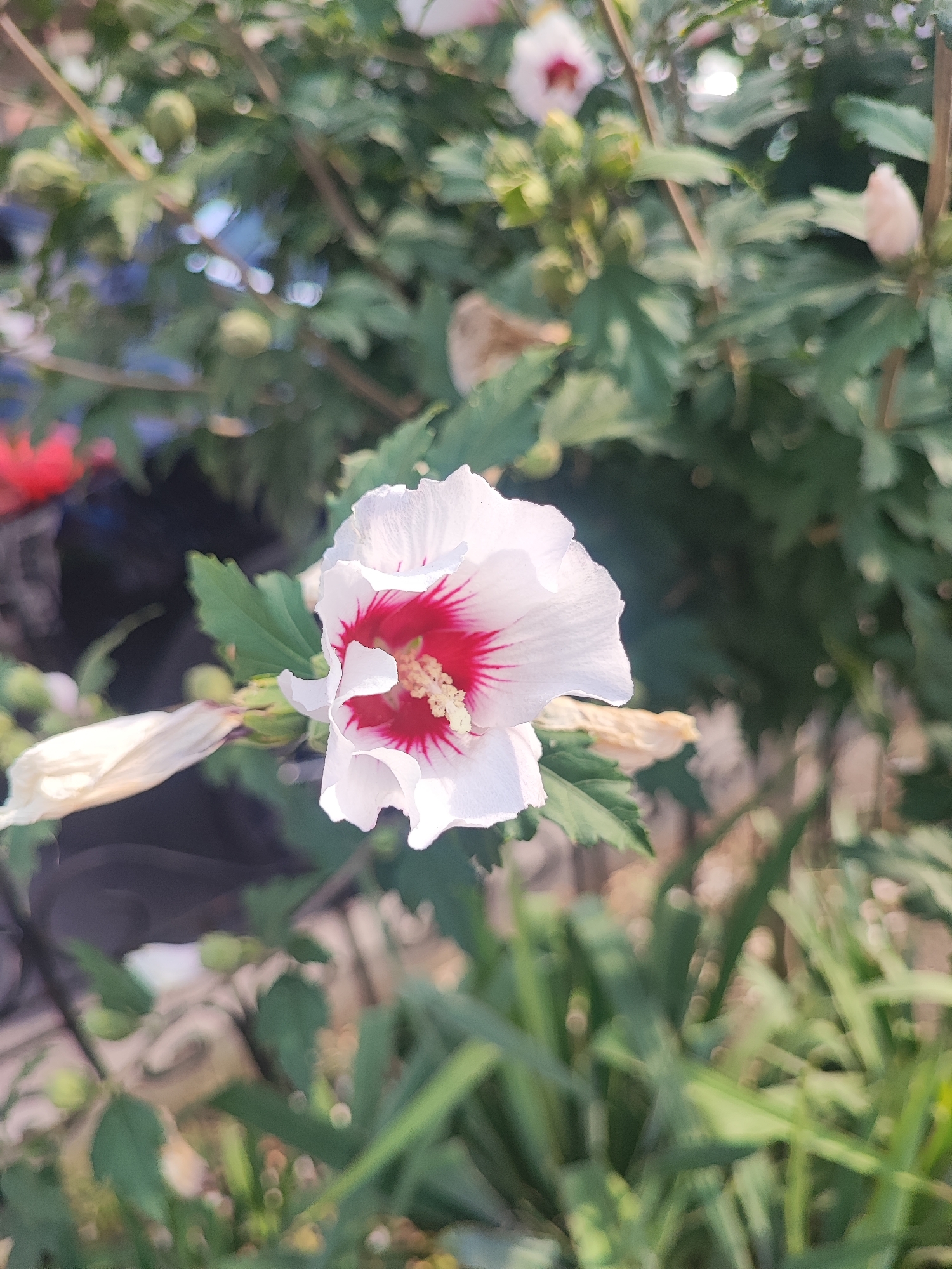 A close-up, slightly out-of-focus shot shows a white hibiscus flower with a deep red center. The flower is in bloom, with its petals unfurled. Some green leaves and buds are visible in the background, along with hints of other flowers, some red and some white. The scene appears to be an outdoor setting, possibly a garden or park, with soft, natural lighting. The overall impression is one of delicate natural beauty. The location in Pyatigorsk, Russia is not discernible from the image alone.
