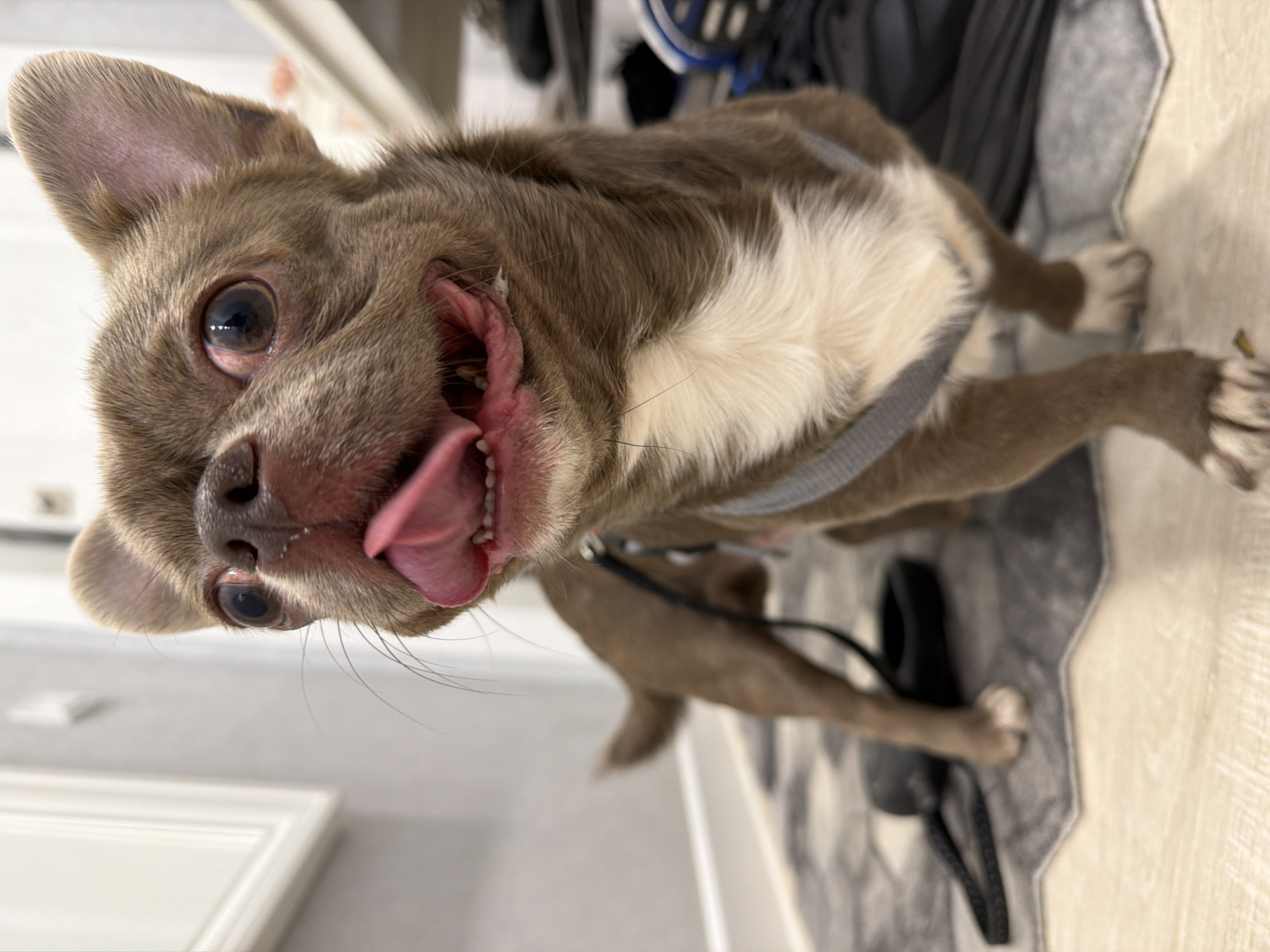 A close-up, slightly angled shot captures a brown and white chihuahua dog. The dog's mouth is open, tongue protruding. It's wearing a gray harness and a black leash lies on the floor near its paws. The background includes a gray and white patterned rug and glimpses of interior elements such as a white door frame and what seems to be an area with shoes and other items in the background. There's no indication of Votkinsk, Russia, in the image.
