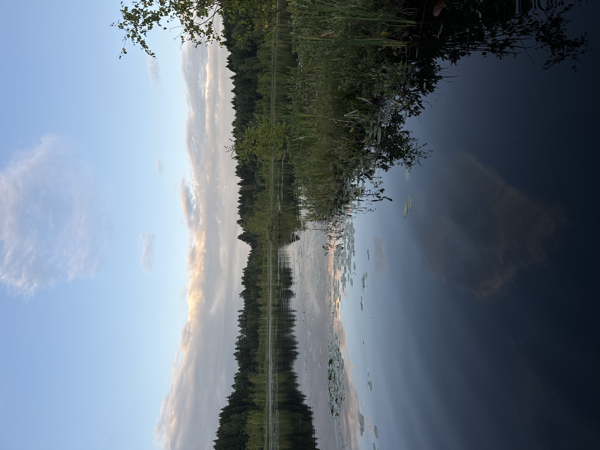 This is a landscape photograph of a serene lake in Pchelka, Russia, captured during what appears to be the early morning or late evening. The sky is a pale blue with wispy, elongated clouds tinged with soft pink and orange hues, indicating sunrise or sunset. These clouds are reflected on the dark, calm surface of the lake.
The lake is surrounded by a dense forest of coniferous and deciduous trees that form a dark green line along the horizon. In the foreground, the water is dotted with lily pads and reeds, particularly on the right side of the frame where a small patch of lush green vegetation rises from the water. The water itself is dark and reflective, mirroring the sky, trees, and vegetation with varying degrees of clarity. A faint, abstract reflection of clouds or perhaps a distant structure is visible in the lower center of the lake. The overall atmosphere is tranquil and natural, with no human presence or man-made structures immediately apparent.