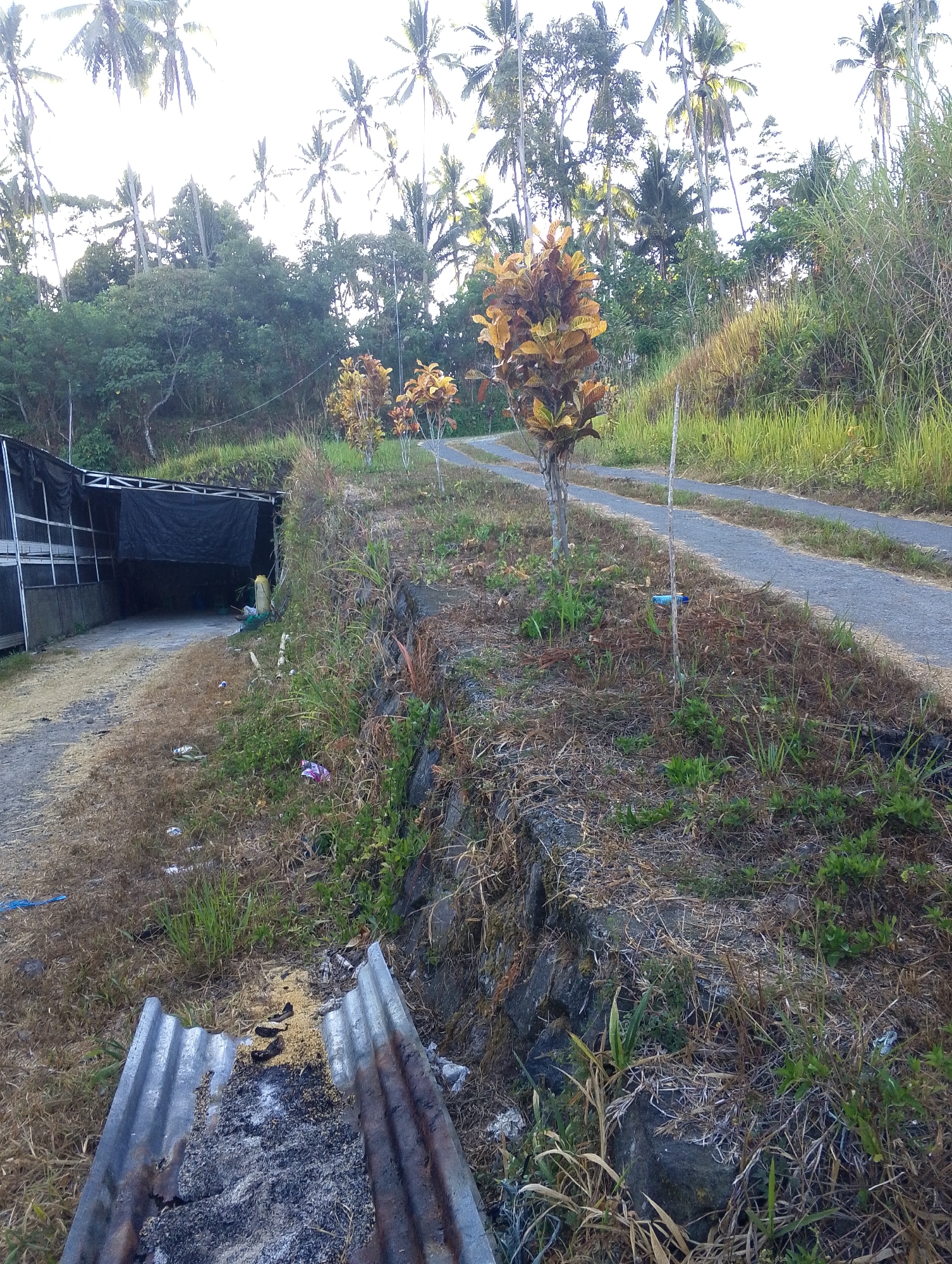 The image depicts an outdoor scene in Tomohon, Indonesia, with a focus on a pathway and surrounding vegetation. A dirt and gravel pathway runs through the center of the frame, curving to the right and leading towards a structure on the left. The structure appears to be a building or shed with a dark tarp covering its entrance.
The pathway is flanked by dry, yellowed grass and weeds, interspersed with small green plants. A low, rocky embankment runs along the right side of the pathway, also covered in dry vegetation and some green growth. Several small, colorful plants with yellow and reddish-brown leaves are planted along the pathway on the right side. In the foreground, a piece of corrugated metal sheeting lies on the ground, appearing weathered and possibly used for a makeshift fire pit, with ash and scattered debris on it.
In the background, a dense cluster of palm trees and other tropical foliage forms a lush green backdrop under a bright, overcast sky. The overall impression is one of a rural or semi-rural setting, possibly on the outskirts of a city. There are no people visible in the image. The scene appears to be taken during daylight hours.