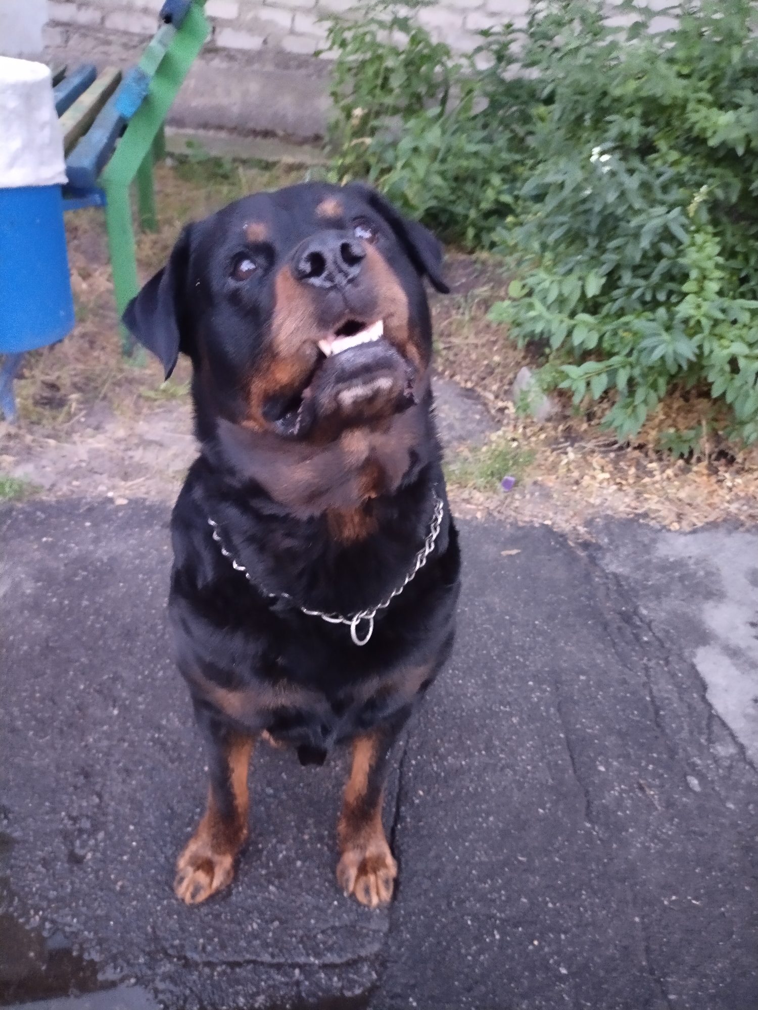 A rottweiler dog is sitting on an asphalt surface outdoors. The dog is black with brown markings on its face and legs. It is wearing a silver chain collar. In the background, there is a brick wall, a blue and green bench, and green bushes. The scene is located in the city of Horishni Plavni, Ukraine.
