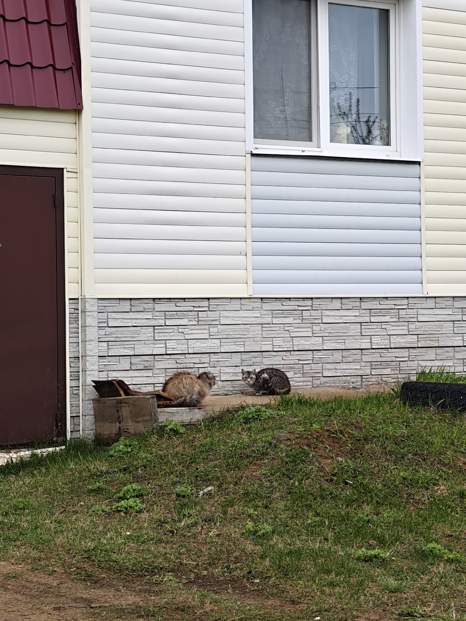 This image captures the exterior of a building, likely a house, in a daytime setting in Noviy, Russia. The building's upper section is clad in white horizontal siding, while a segment below a white-framed window features light grey horizontal siding. The foundation area is covered with a textured facade resembling light grey stacked stone. A dark brown door is visible on the left, beneath a portion of a dark red corrugated metal roof. The window reflects some interior elements, including a curtain and what appear to be plant branches.
In the foreground, a grassy slope leads up to the building. Two cats are resting near the base of the structure. On the left, a fluffy, light brown and beige cat sits on a wooden crate, which also holds some debris, facing towards the right. To its right, a smaller, grey and black tabby cat is perched on the bare ground, facing left, appearing alert and observant. The ground is a mix of green grass and patches of exposed dirt. An old black tire is visible on the far right side of the frame. There is no visible text in the image.