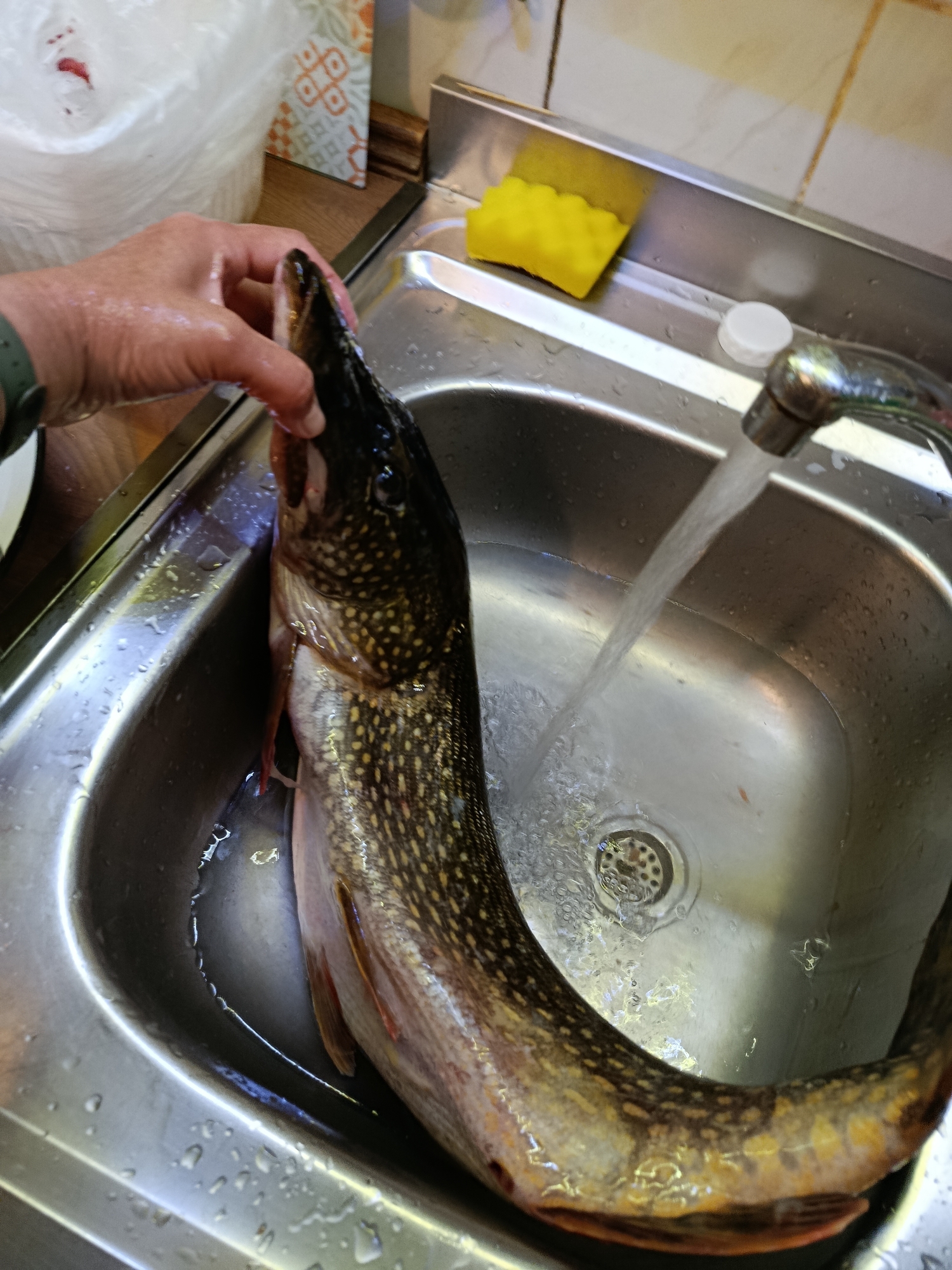 A close-up, eye-level shot shows a large pike being rinsed in a stainless steel kitchen sink. A hand, wearing a dark green watch on the left wrist, is holding the head of the fish. Water runs from a faucet into the sink, creating splashes and filling the bottom. The pike is long and slender with a dark, spotted pattern. The sink also contains a yellow sponge resting on the ledge and a white cap. The background shows a tiled wall and a wooden surface. The scene depicts a domestic setting, likely a kitchen. There is no indication of the specific location in Saratov, Russia.