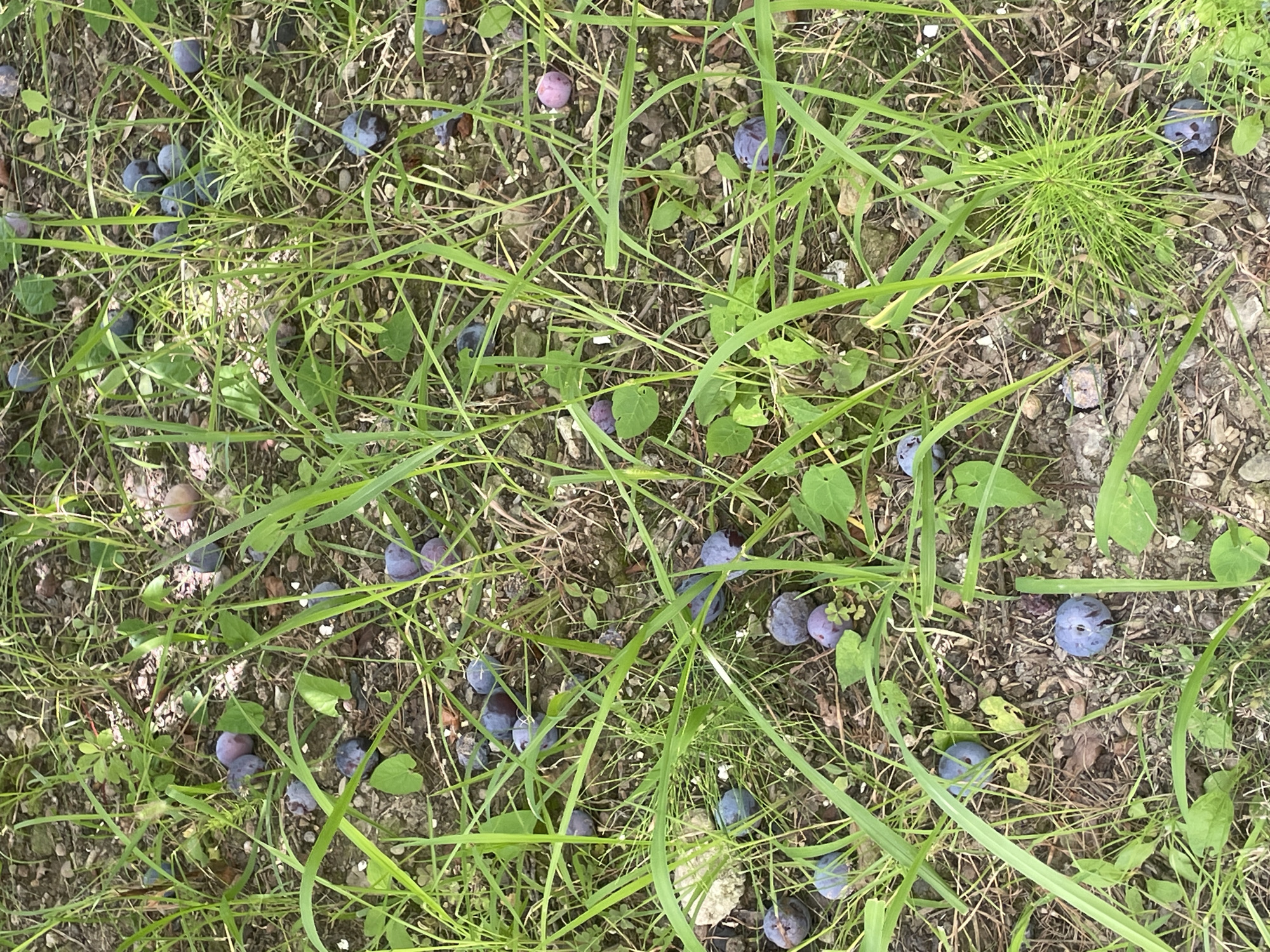 The image shows a close-up view of the ground, covered with soil, small stones, and sparse green grass. Scattered among the grass are numerous dark purple and some lighter purple or pinkish fruits, appearing to be plums. The fruits are of various sizes and some are partially obscured by blades of grass. The scene suggests a natural outdoor environment, potentially a park or yard in Baranovka, Russia, where plums have fallen from a tree and are now lying on the ground. There are no people visible in the image, and the focus is entirely on the ground and the fallen fruit.