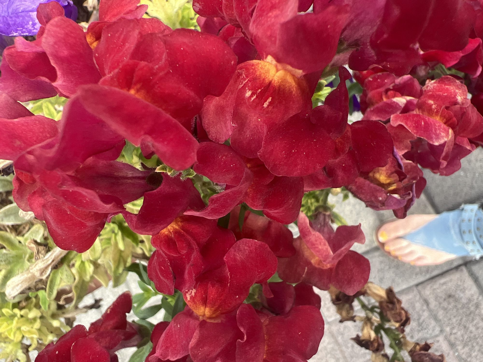 In Netanya, Israel, a close-up shot focuses on a cluster of vibrant red snapdragon flowers, with hints of yellow and purple blooms in the background. The flowers are densely packed, obscuring much of the scene. In the lower left quadrant, a person's bare foot, painted with yellow toenail polish, is visible stepping onto a paved walkway. The foot is wearing a light blue sandal.