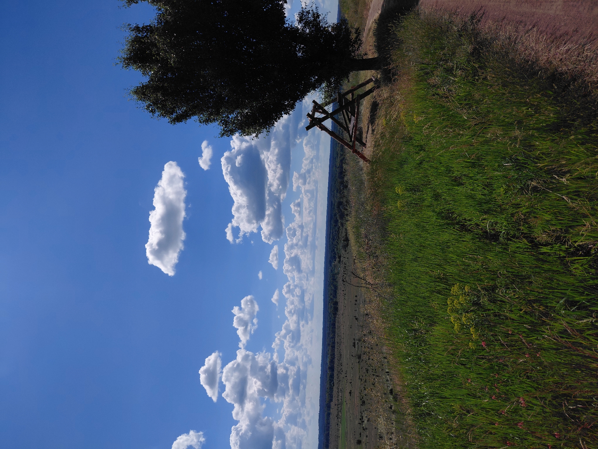 This is a photograph of a natural scene taken outdoors on a clear, sunny day. The image is oriented vertically, with the sky occupying the left side of the frame and the ground on the right. A large, dark green tree with dense foliage is visible at the top left, casting a shadow. Below the tree, a rustic wooden structure resembling a fence post or a tripod-like support is present.
The sky is a vibrant blue, dotted with fluffy white cumulus clouds. These clouds are scattered throughout the sky, with some appearing larger and more defined than others. The ground on the right side of the image is covered in lush green grass, interspersed with some dry, brown vegetation and a few small yellow and pink wildflowers. A dirt path or road is visible at the top right edge of the frame, running alongside the grassy area. In the background, a vast landscape stretches out, appearing somewhat hazy, with a line of trees or vegetation in the distance.
The lighting suggests it is daytime, likely late morning or early afternoon given the bright sunlight and clear sky. There are no people or animals visible in the image. The scene evokes a sense of peace and natural beauty. No text is visible in the image.